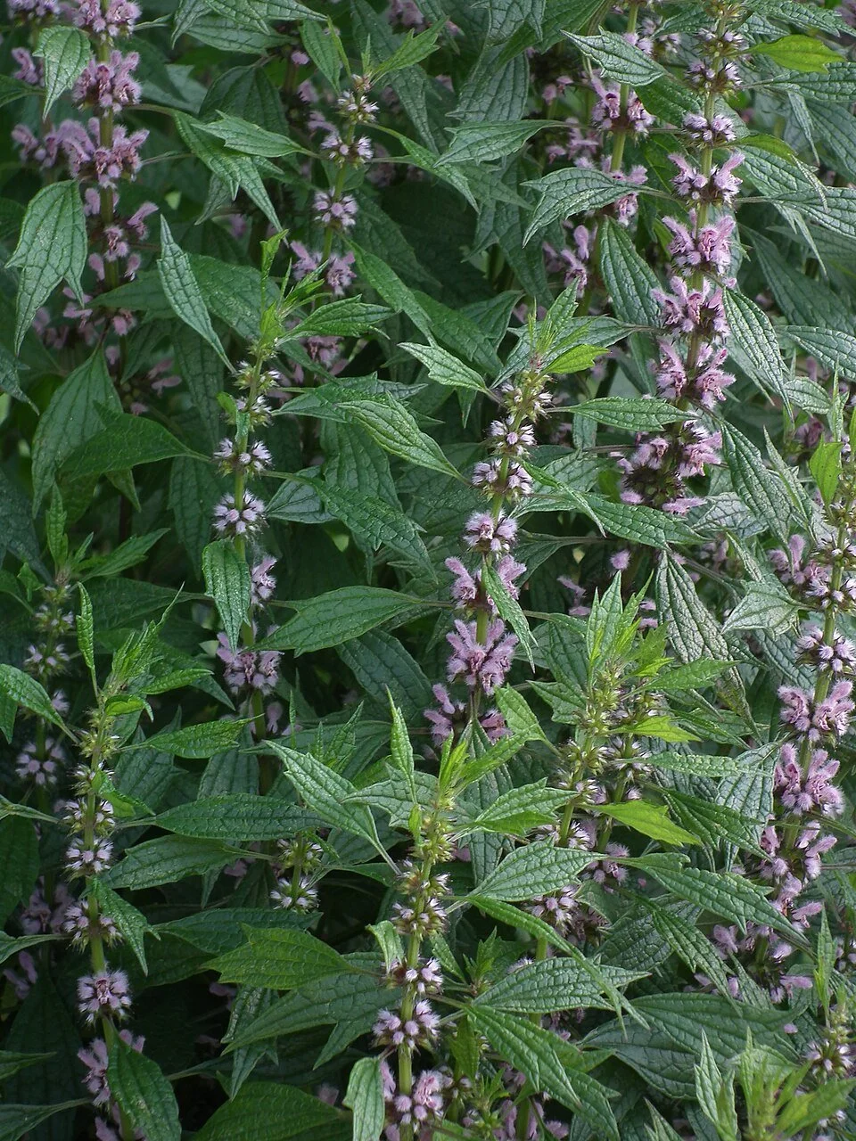 Leonurus cardiaca — Motherwort