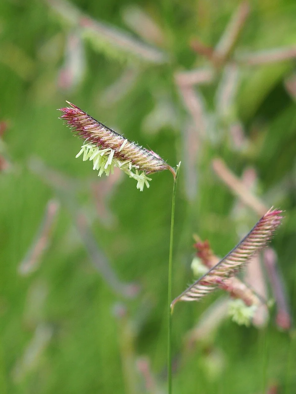 Bouteloua_gracilis_Butelua_2020-07-18_02.jpg