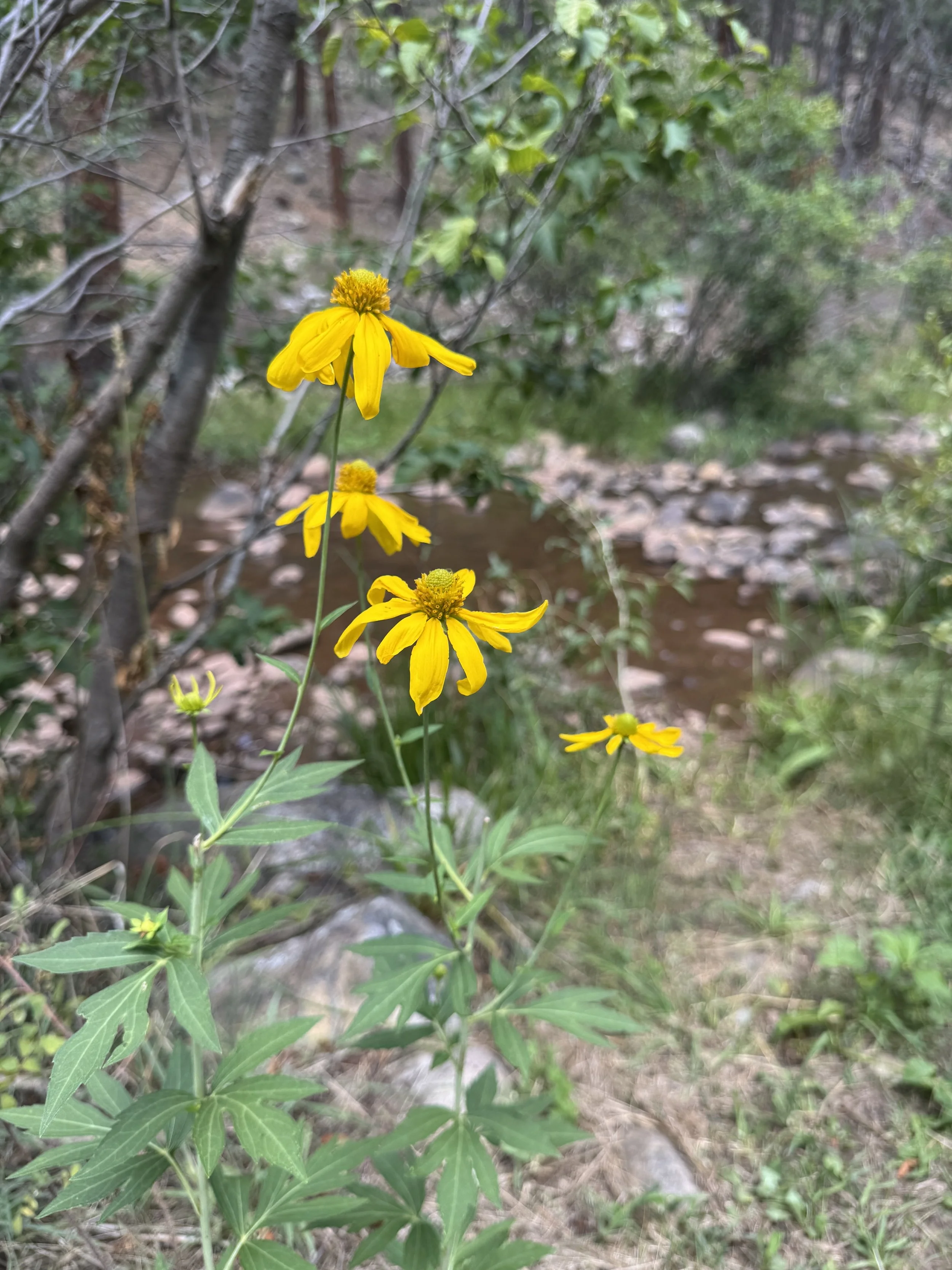 cutleafconeflower2.jpg