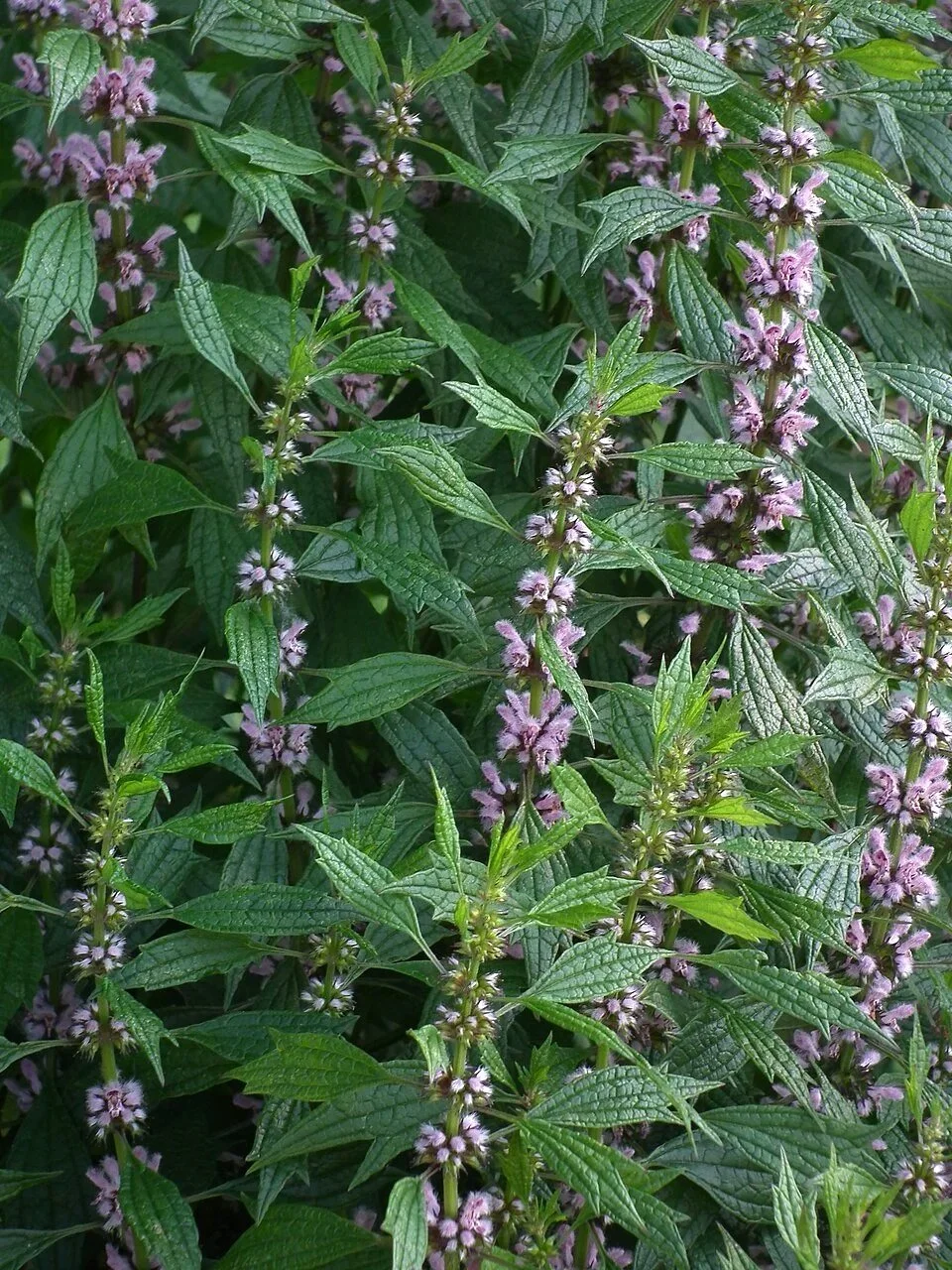 motherwort2.jpg