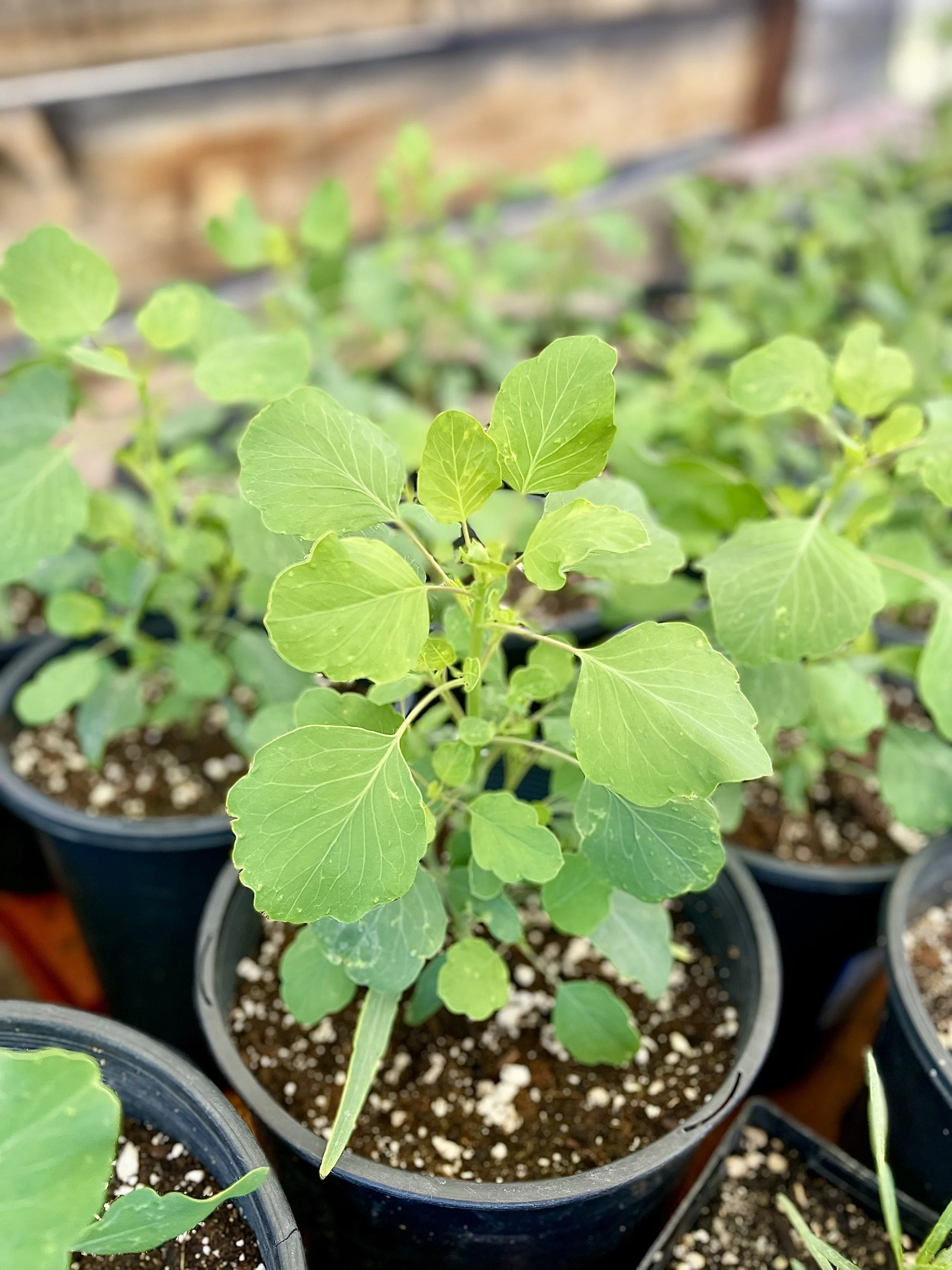 Porophyullum ruderale — Papalo / Bolivian Coriander