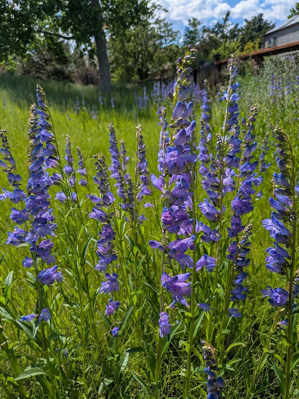 Penstemon strictus — Rocky Mountain Penstemon