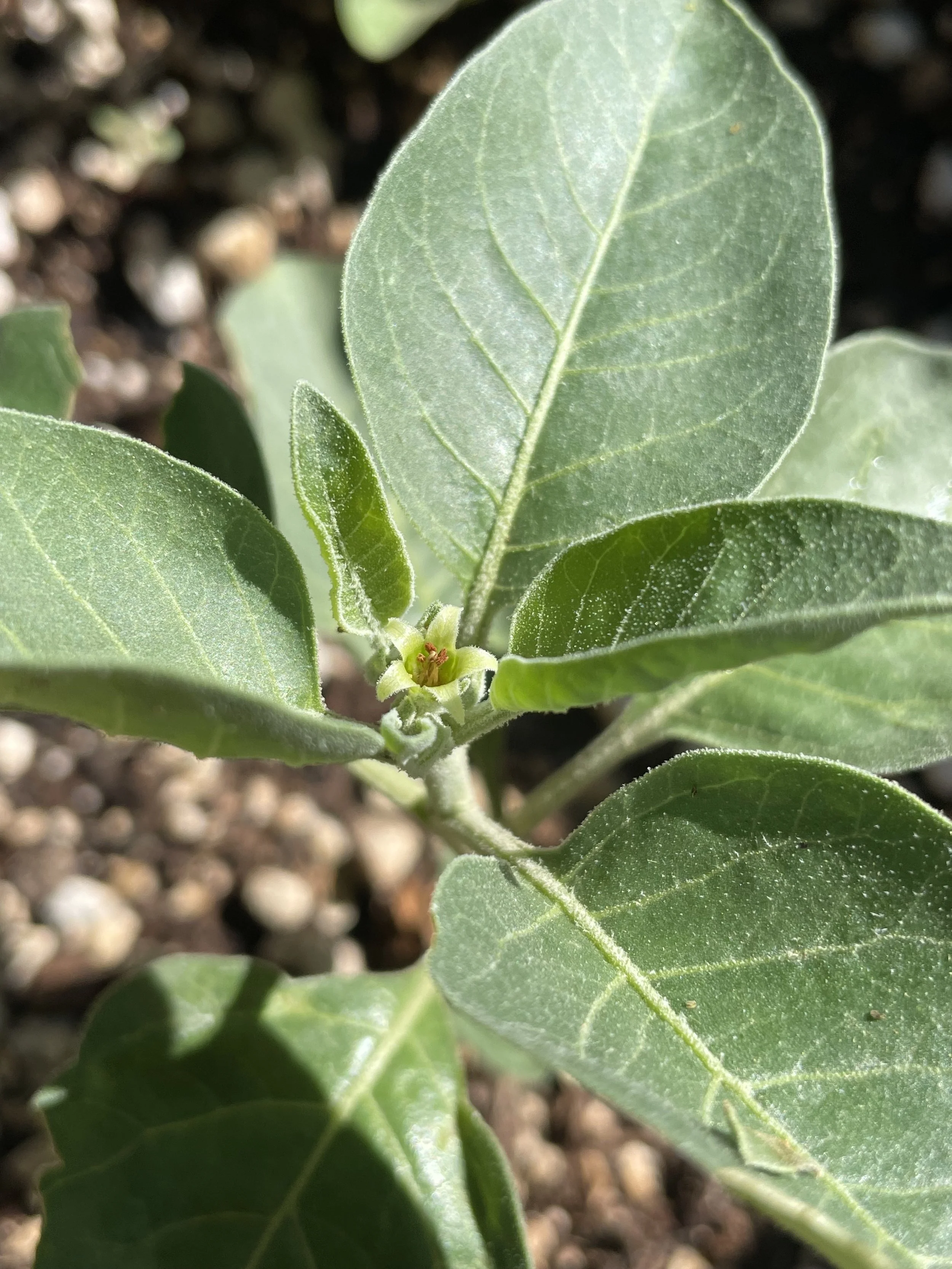 ashwaganda closeup.jpg