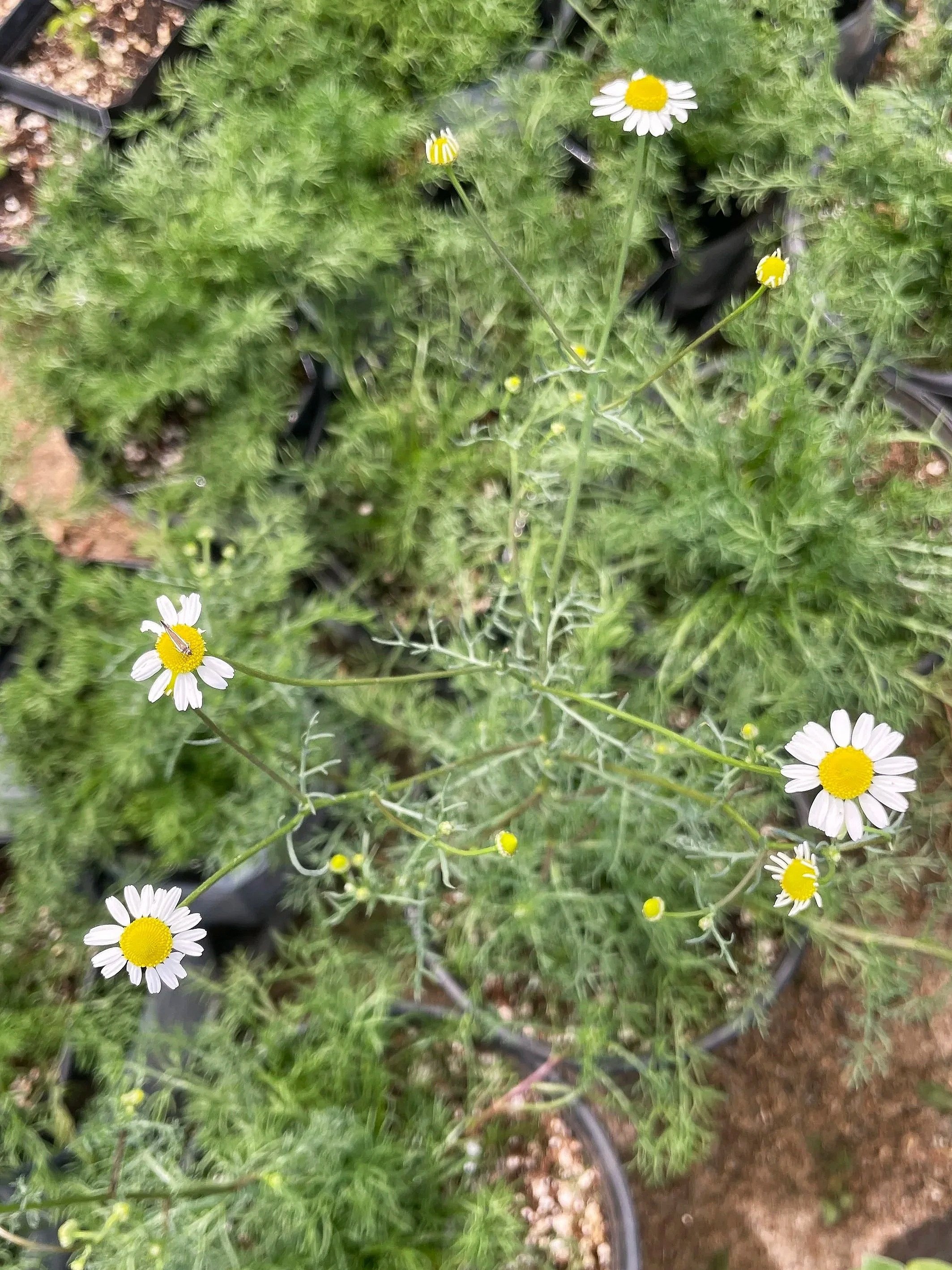 chamomile.jpg