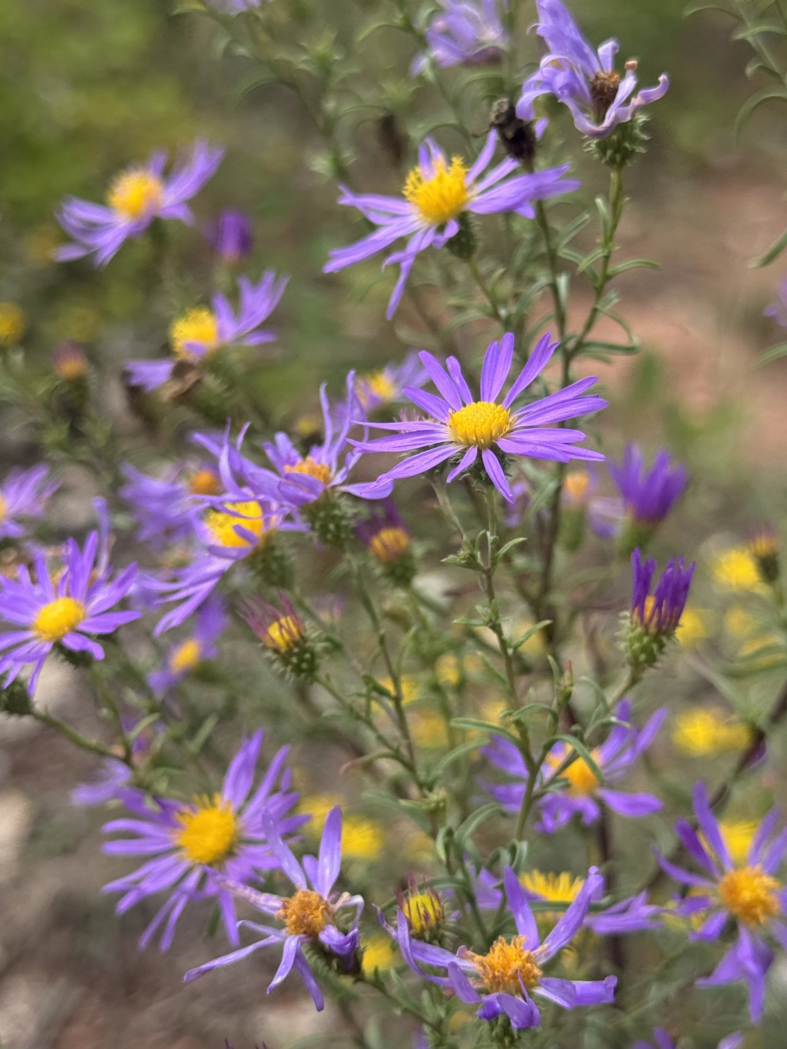 Dieteria bigelovii — Bigelow’s Purple Aster
