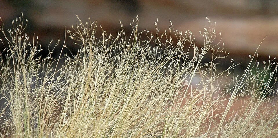 Achnatherum hymenoides — Indian Ricegrass
