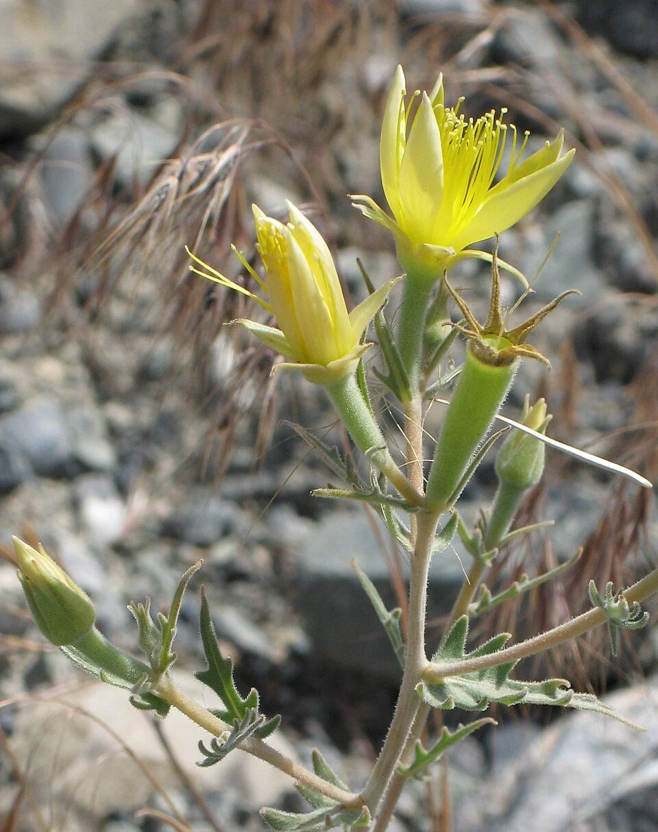 Mentzelia_laevicaulis_RF.jpg