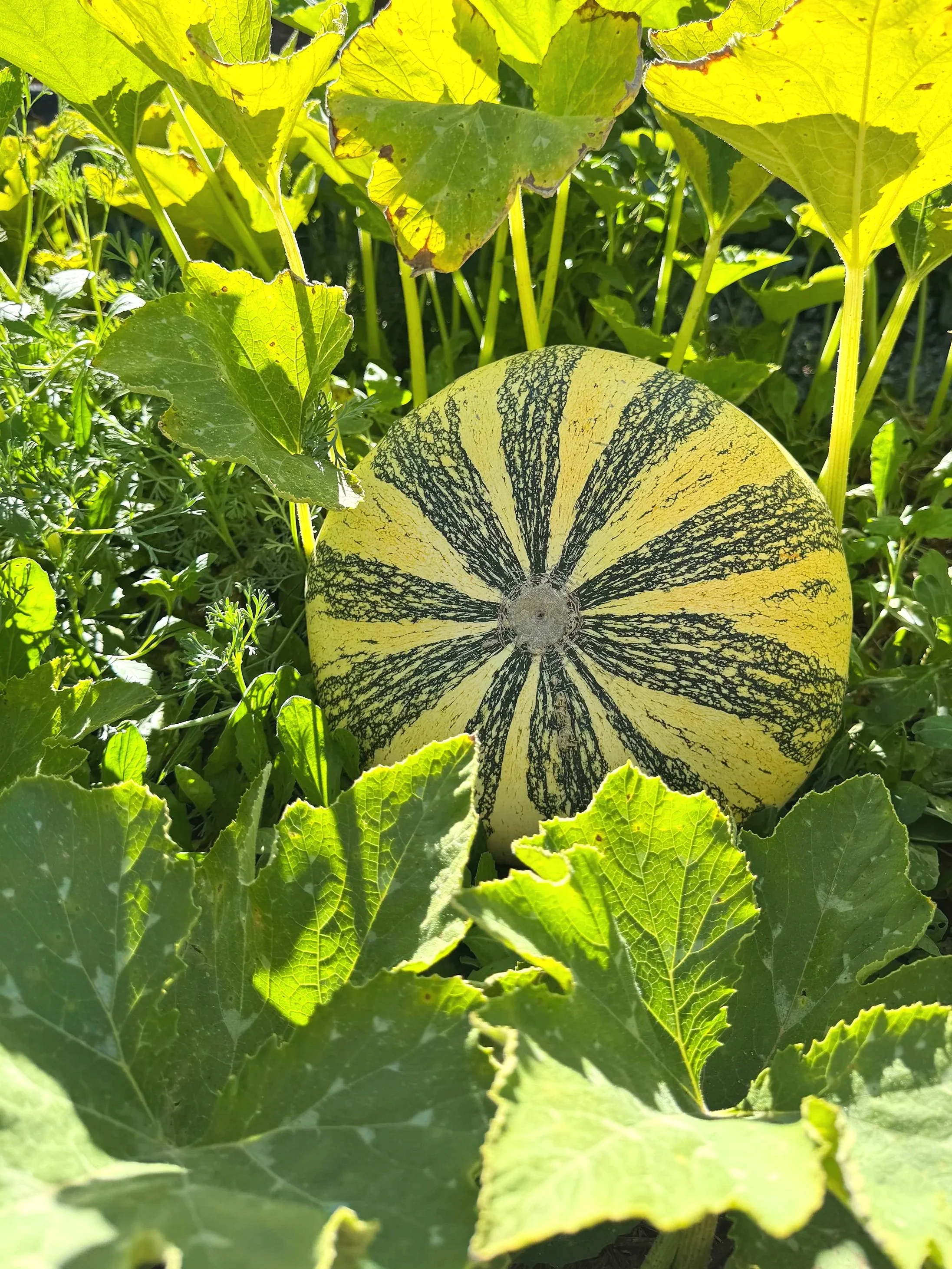 Cucurbita argyrosperma — San Juan Cushaw