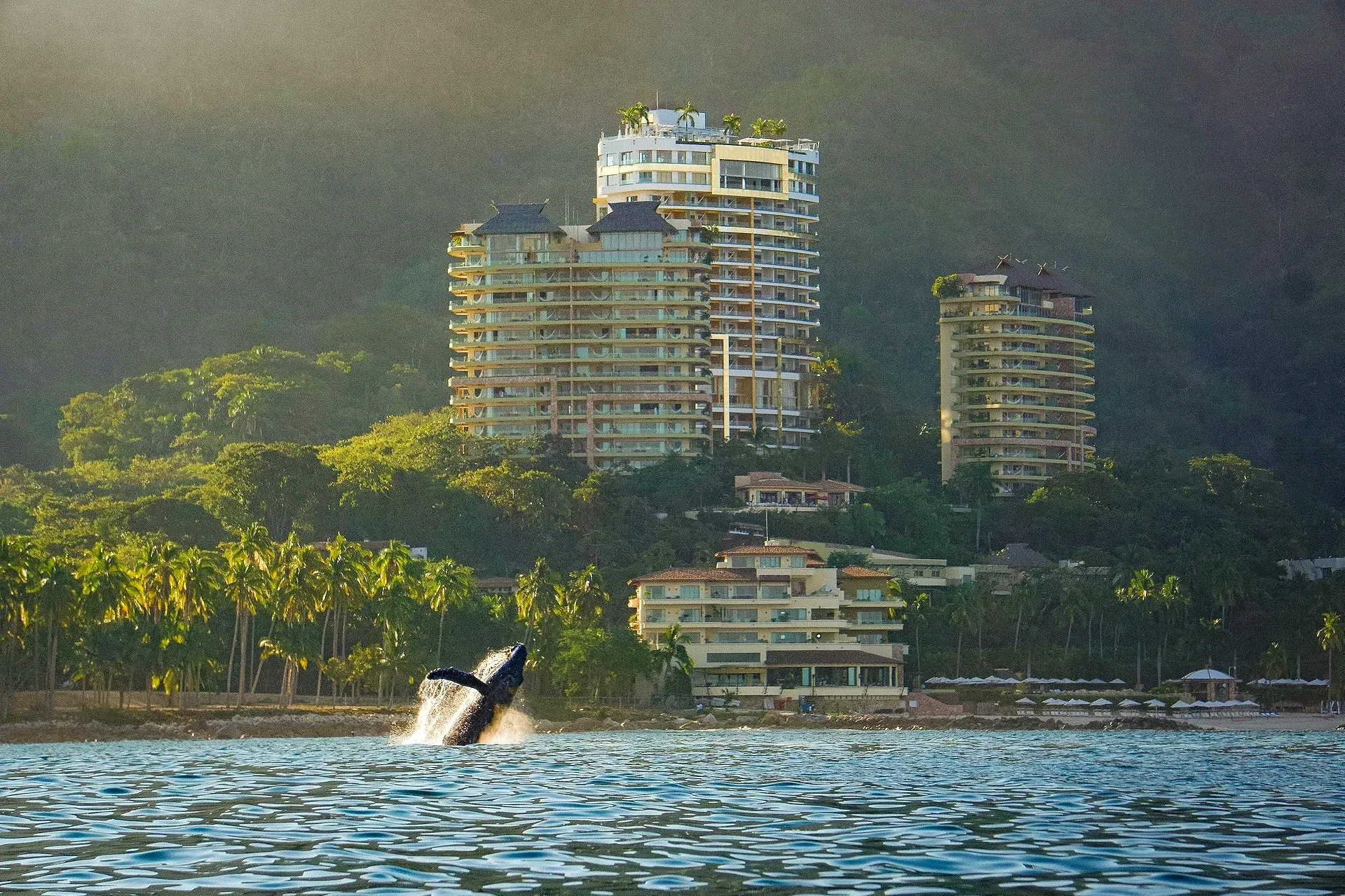 The Dossier: The Untamed Side of Puerto Vallarta 