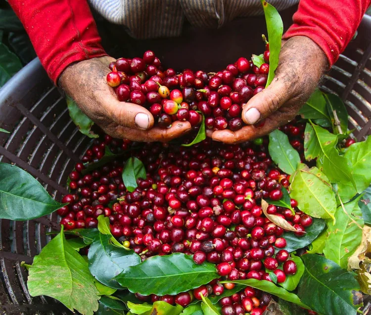 Coffee Tours