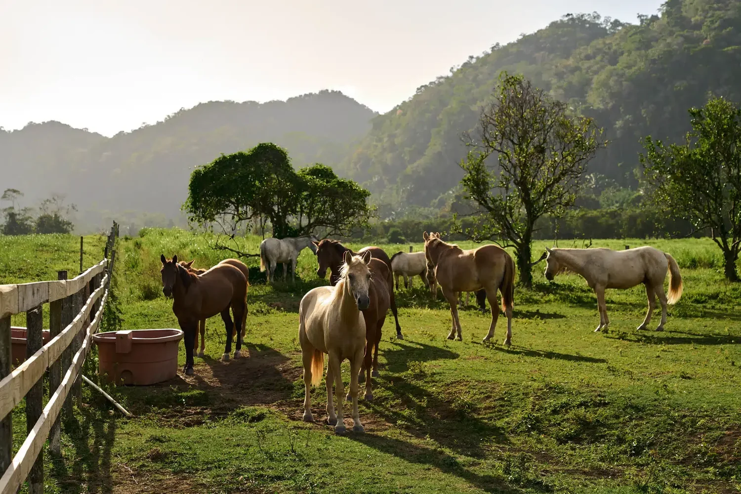 San Ignacio Saturday Market