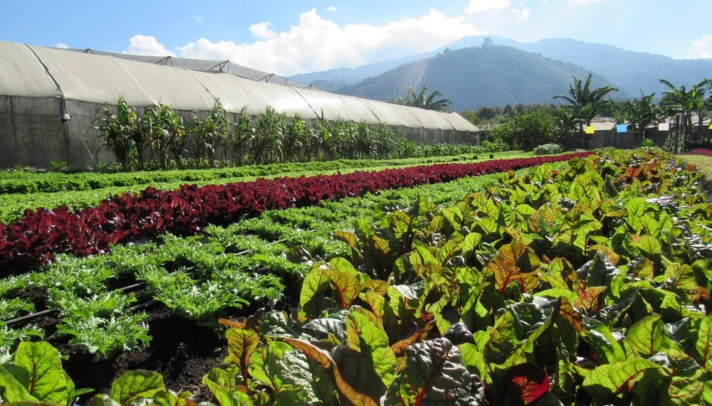 Caoba Farms