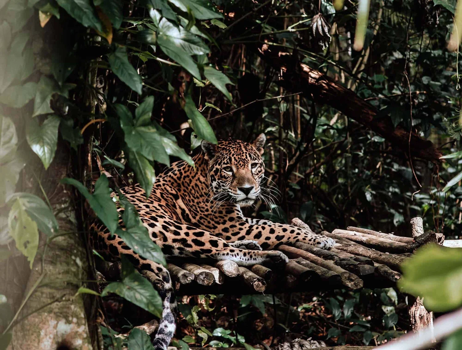 The Belize Zoo wildlife