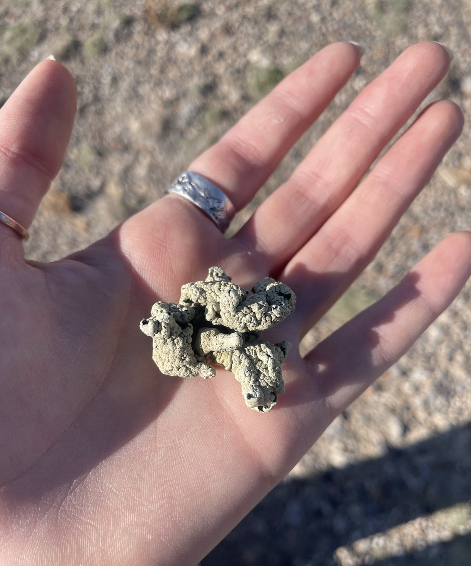 Screenshot 2026-02-24 at 12.07.22 PM.png