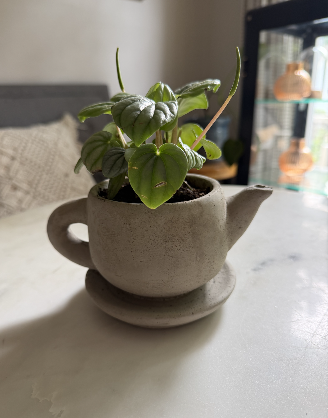 Teapot Planter with Peperomioides Plant