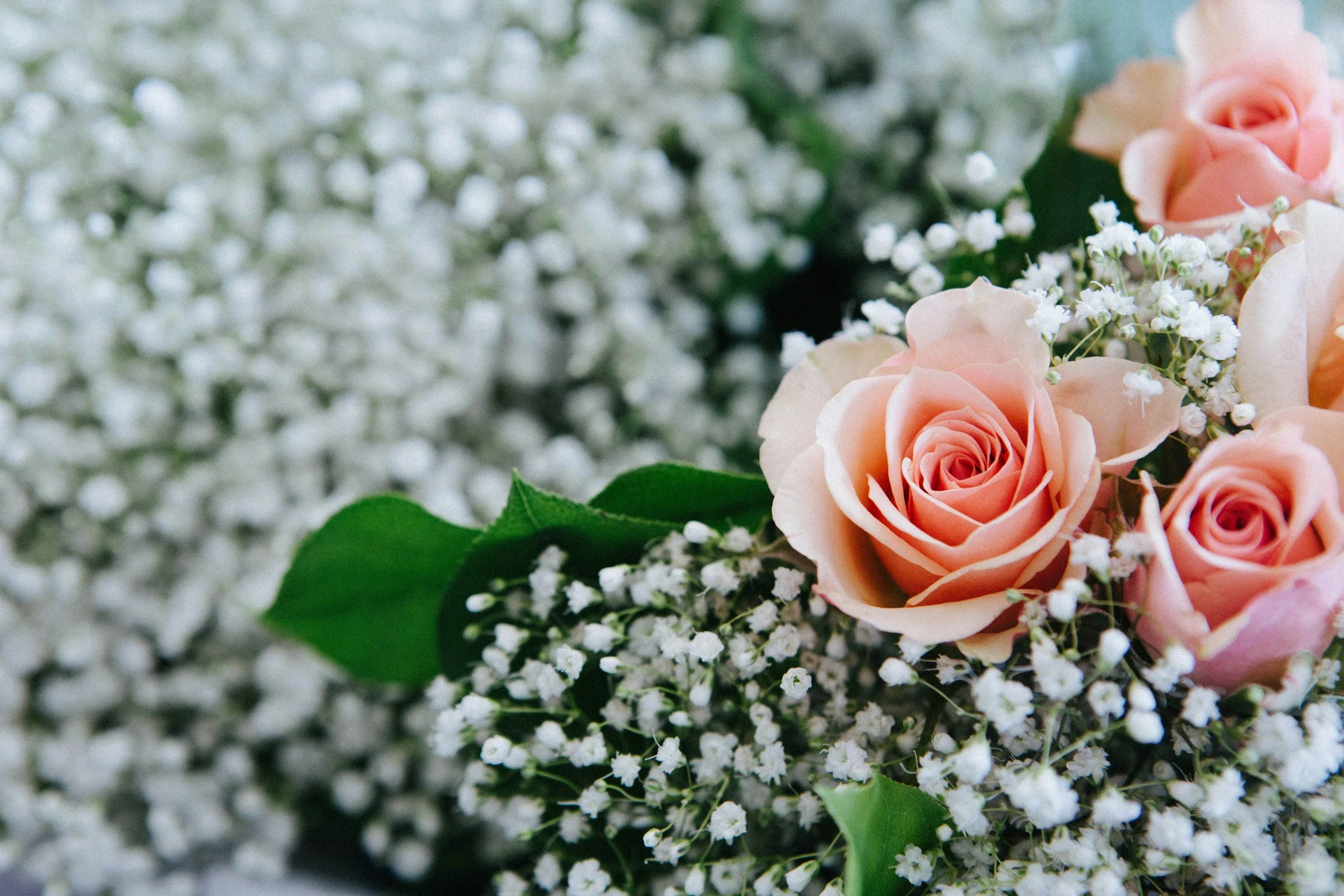 peach roses in gypsophilia