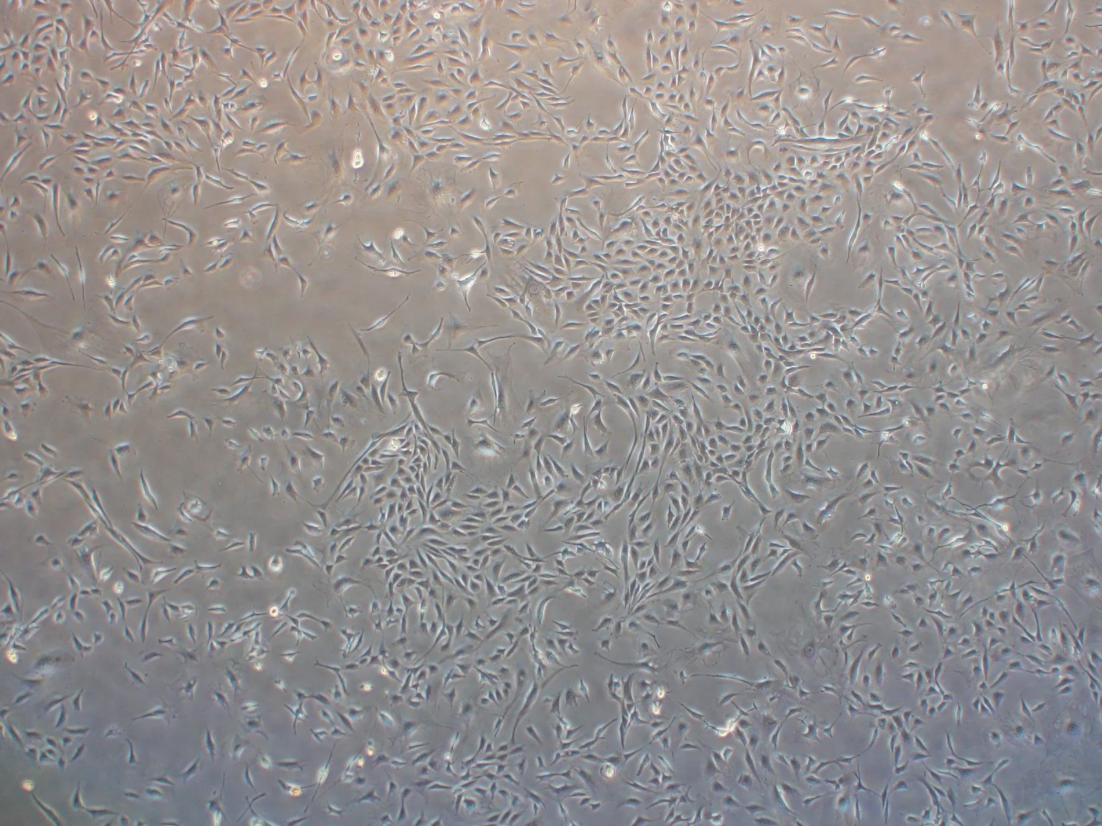 Irradiated 3T3-J2 Cells