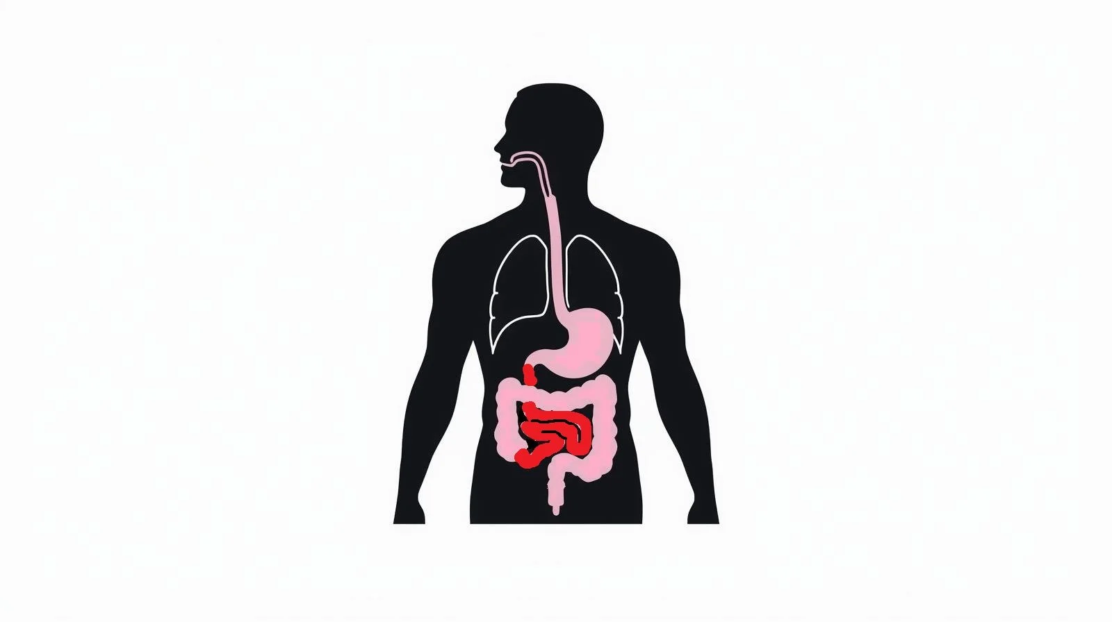 Human Proximal Intestinal Media 50