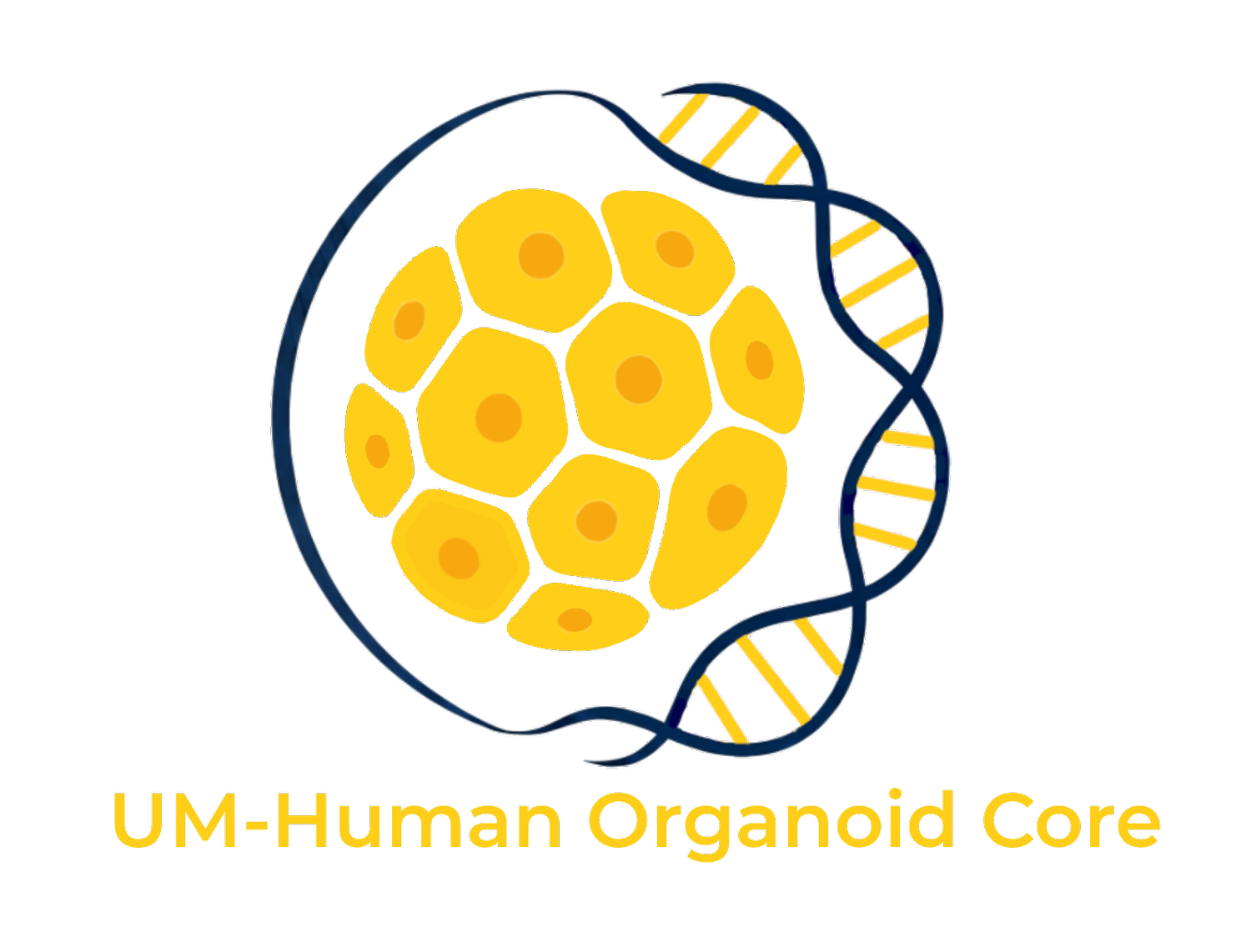 UM Human Organoid Core