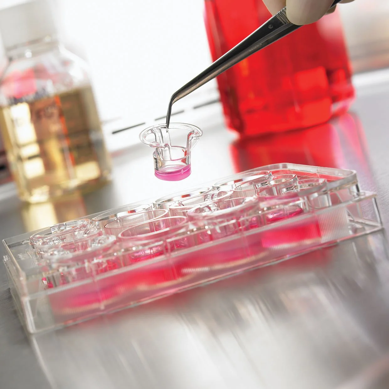 cls-lab-perm-Transwell-24-well-and-media-bottles-in-laboratory-hood-sq.jpg