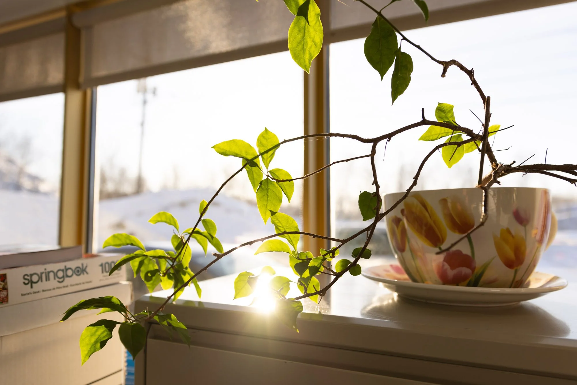 A plant that is glowing from the sun shining in to the office at Available Storage.