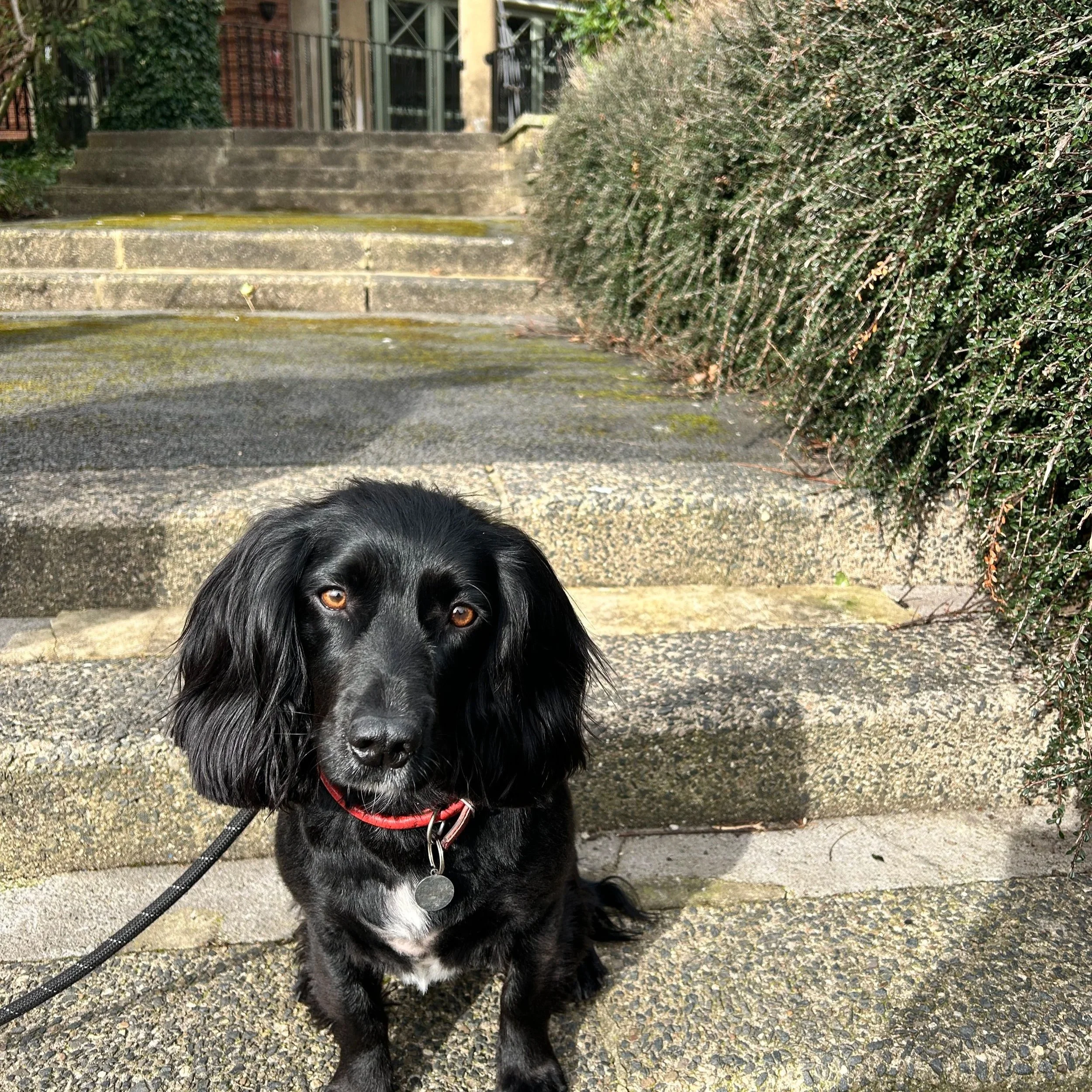 Preparing Your Dog for Your Wedding Day: Tips from a Professional Chaperone