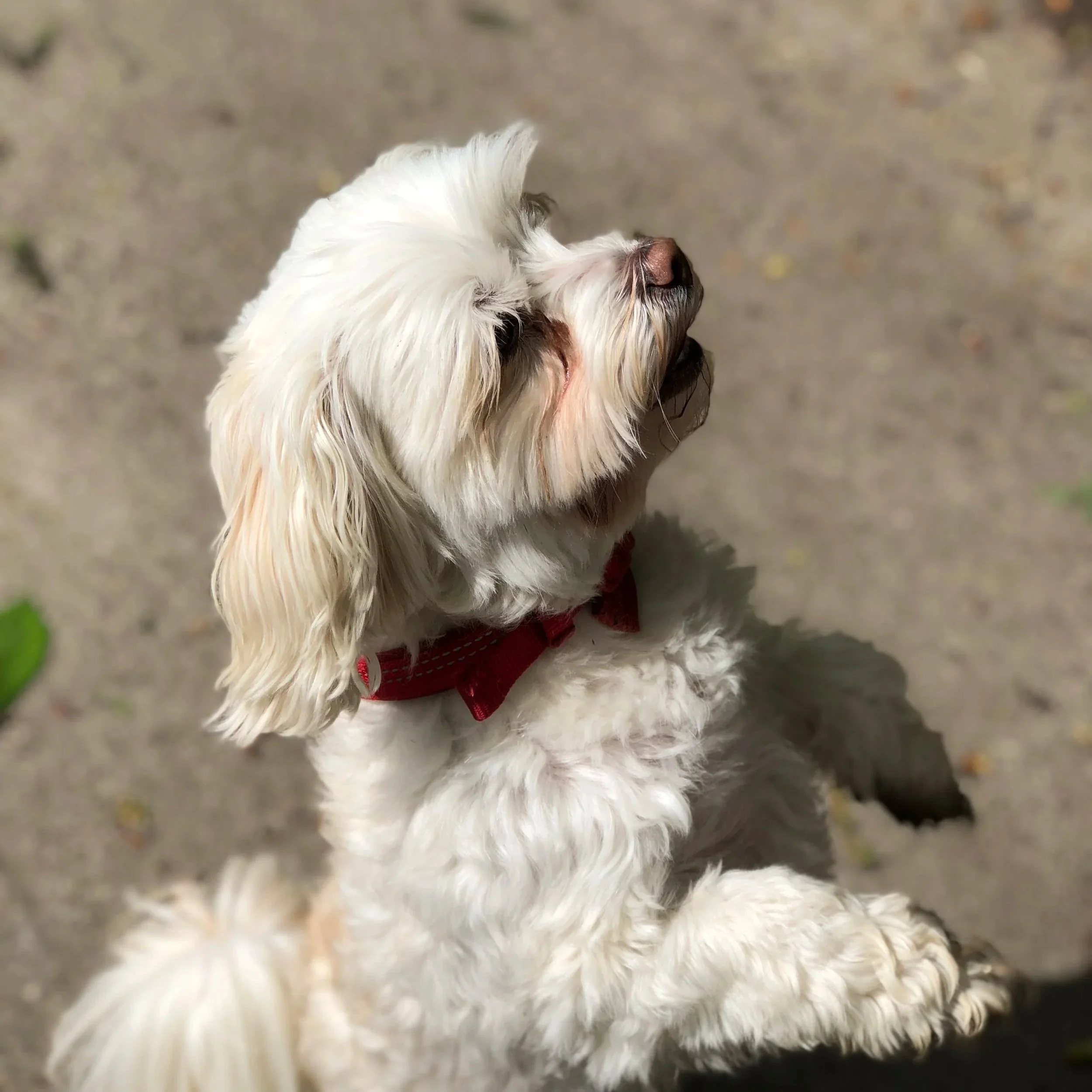 How to Include Your Dog in Your Wedding Day: The Complete Guide