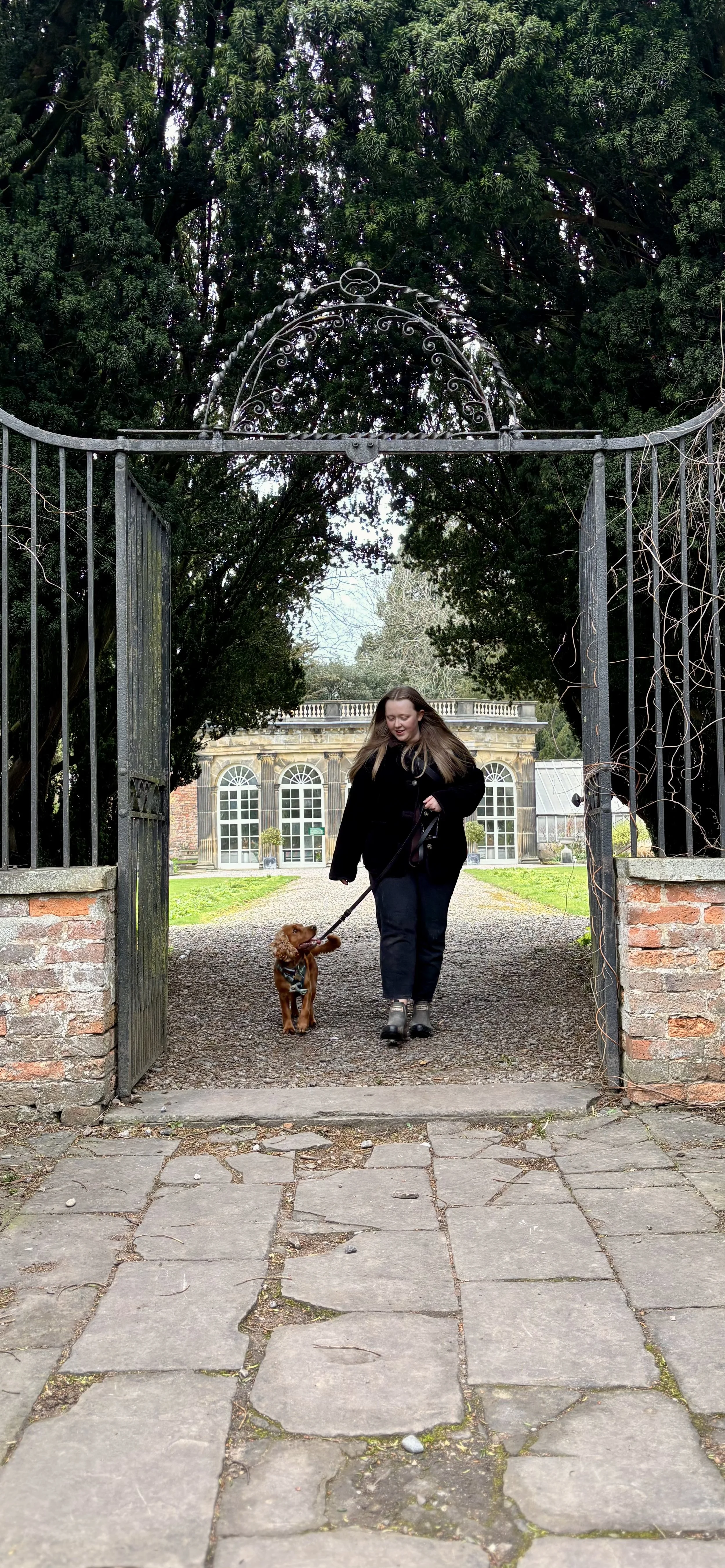 Harrogate Wedding Dog Chaperone Walking Spaniel at Ripley Castle