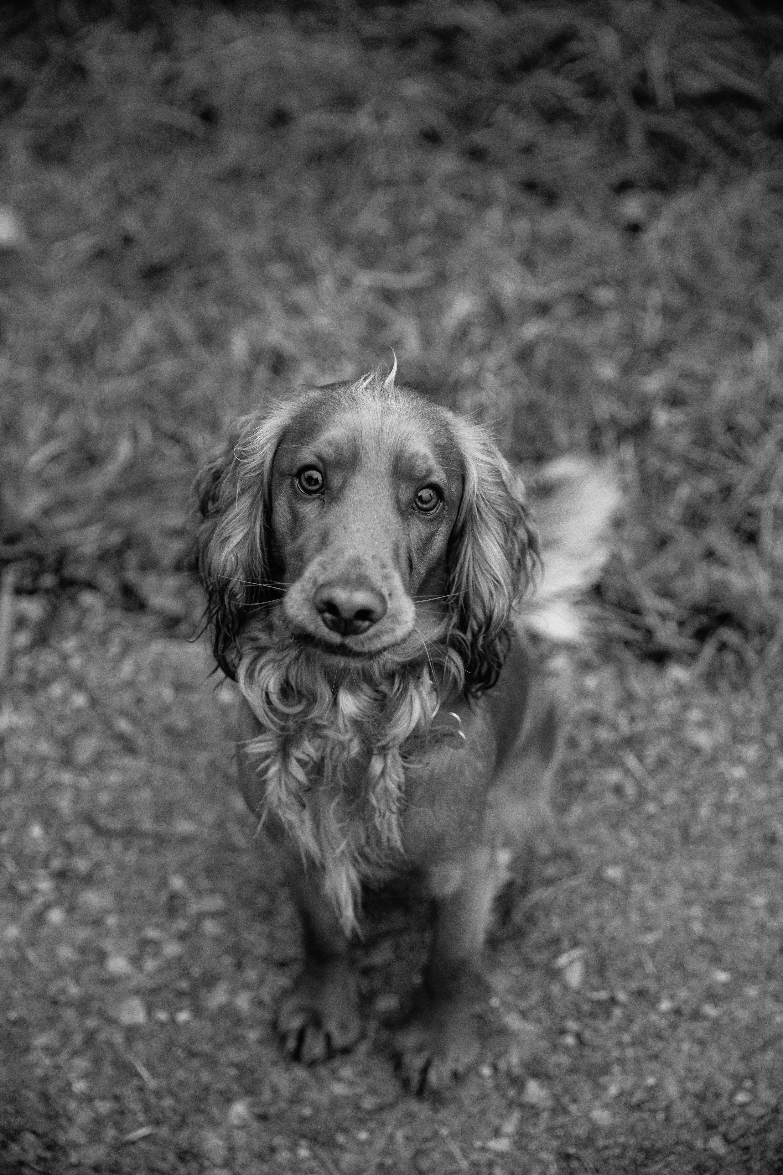 Black and white photo of a dog with long ears and a soulful expression standing on a path at a Harrogate Wedding Venue with dog chaperone.