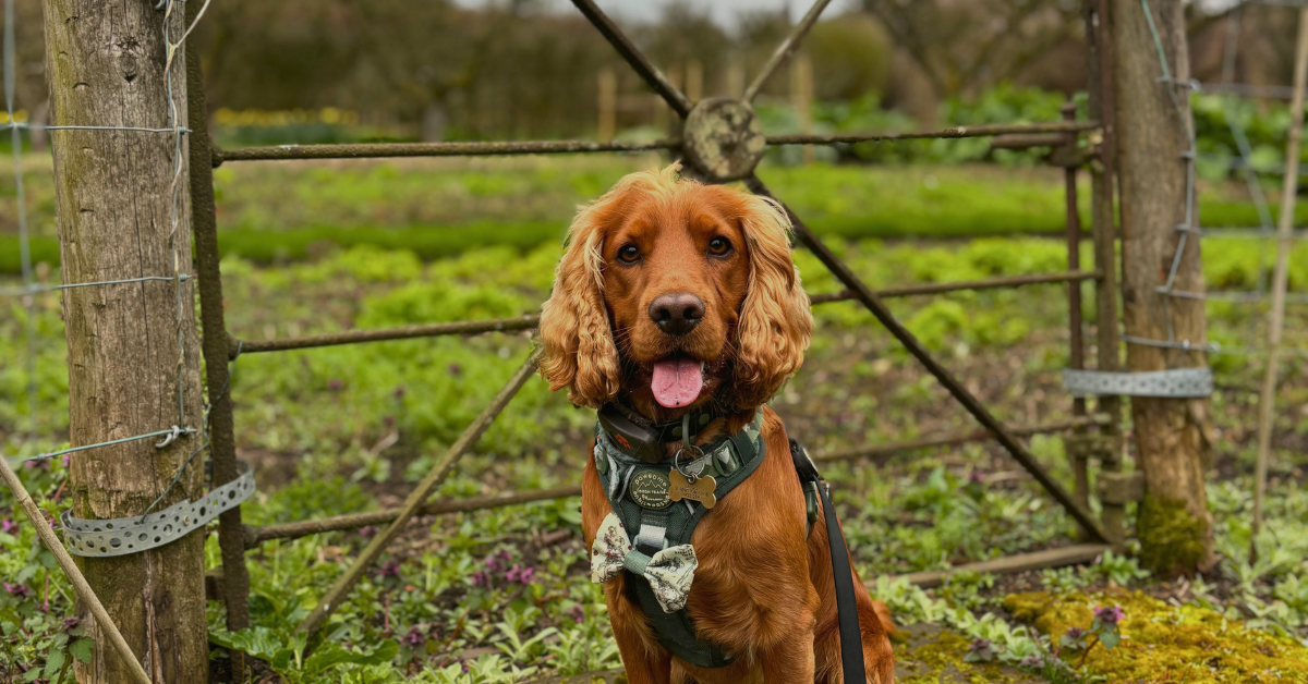 Happy cocker spaniel posing for wedding photoshoot at Ripley Castle, cared for by Harrogate Wedding Dog Chaperone