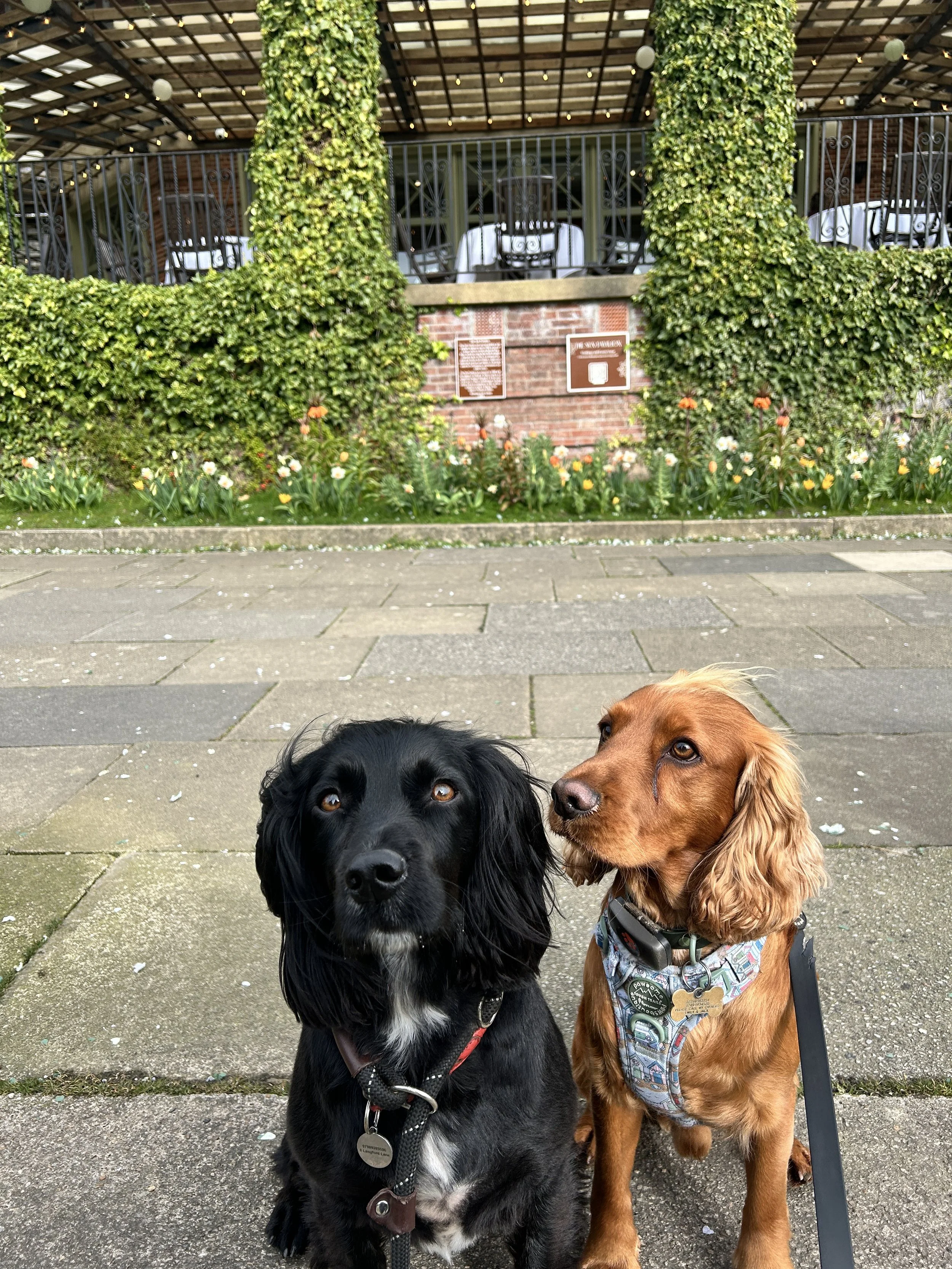 Two dogs sitting on a brick sidewalk in front of a flower bed and patio seating at Harrogate Valley Gardens, outside the Sun Pavilion wedding venue, ready for their wedding day with a dog chaperone.