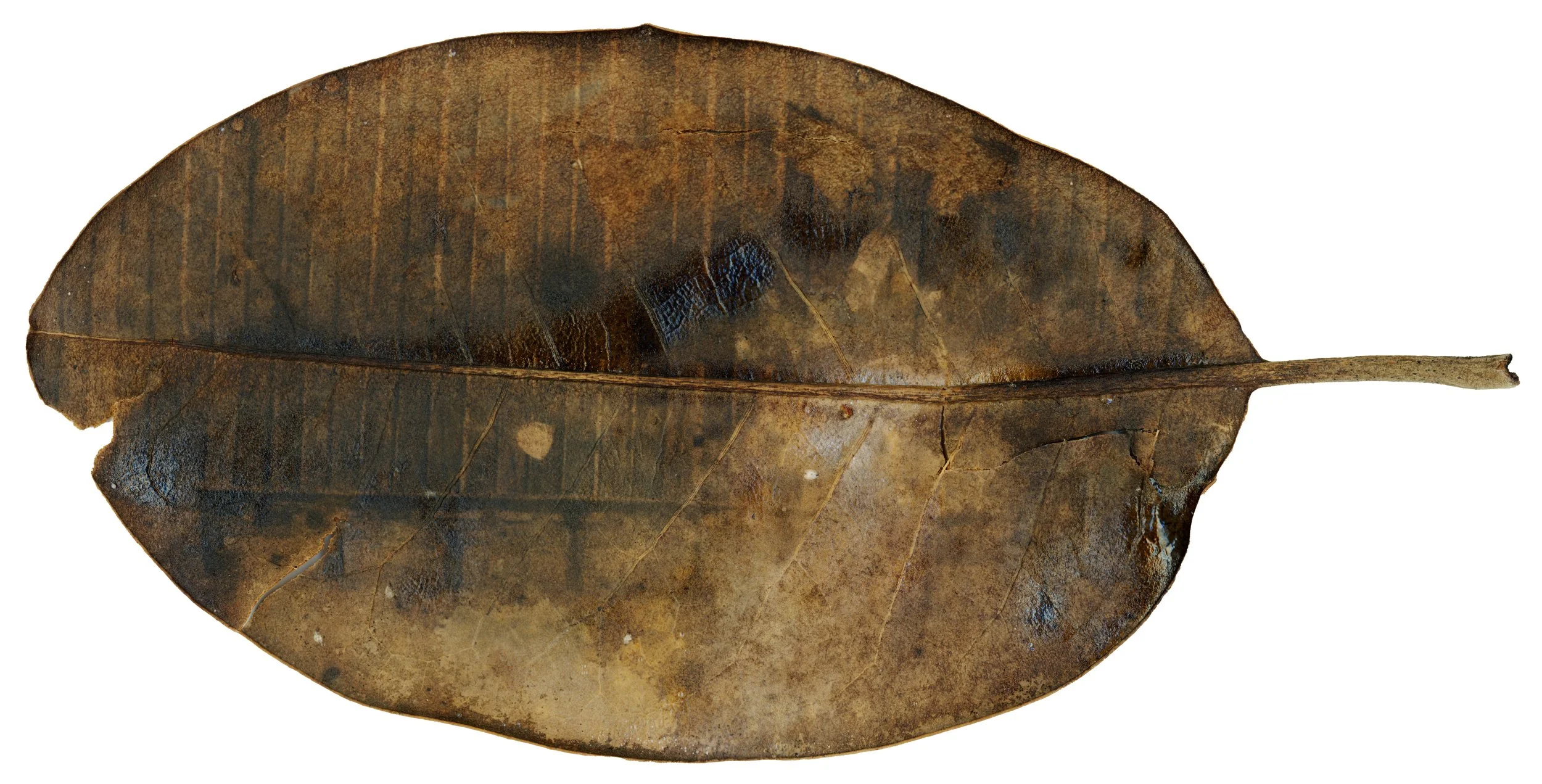 Pillory_leaf copy.jpg