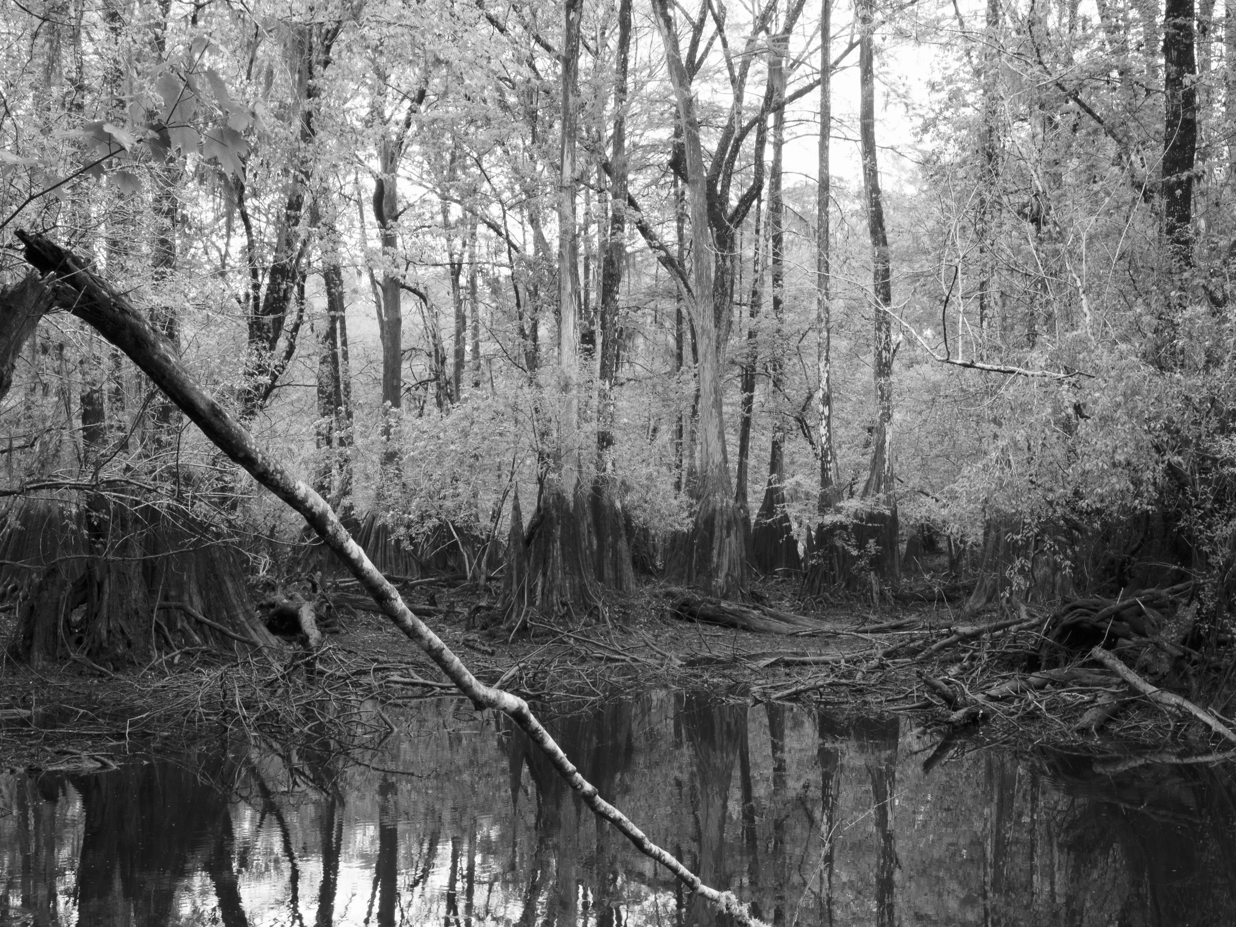 Water_tupelo copy.jpg