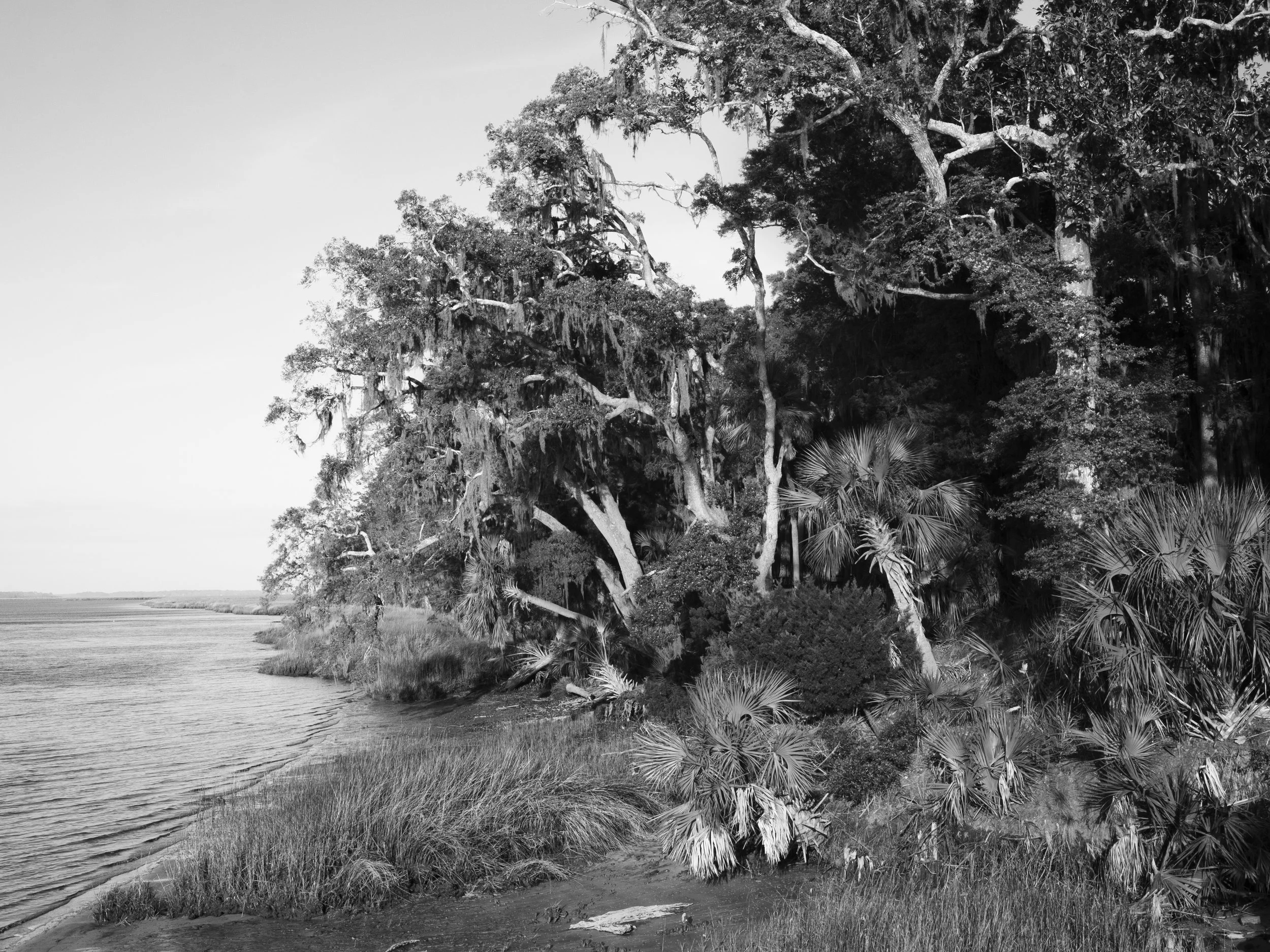 Shoreline copy.jpg