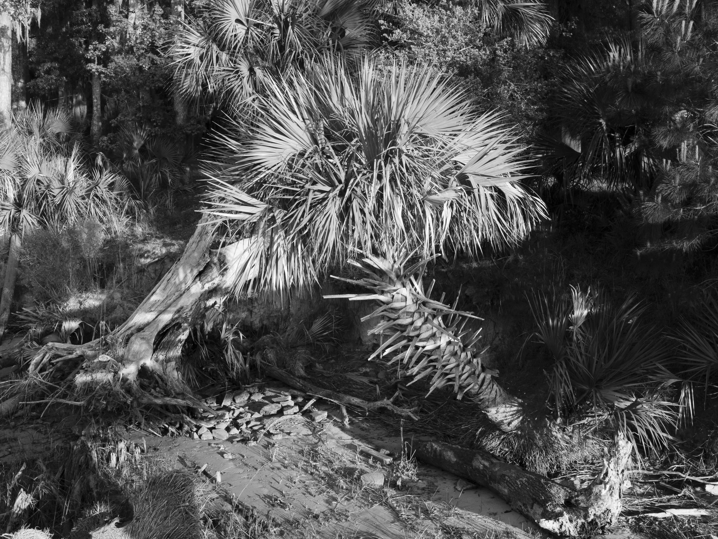 Palm copy.jpg