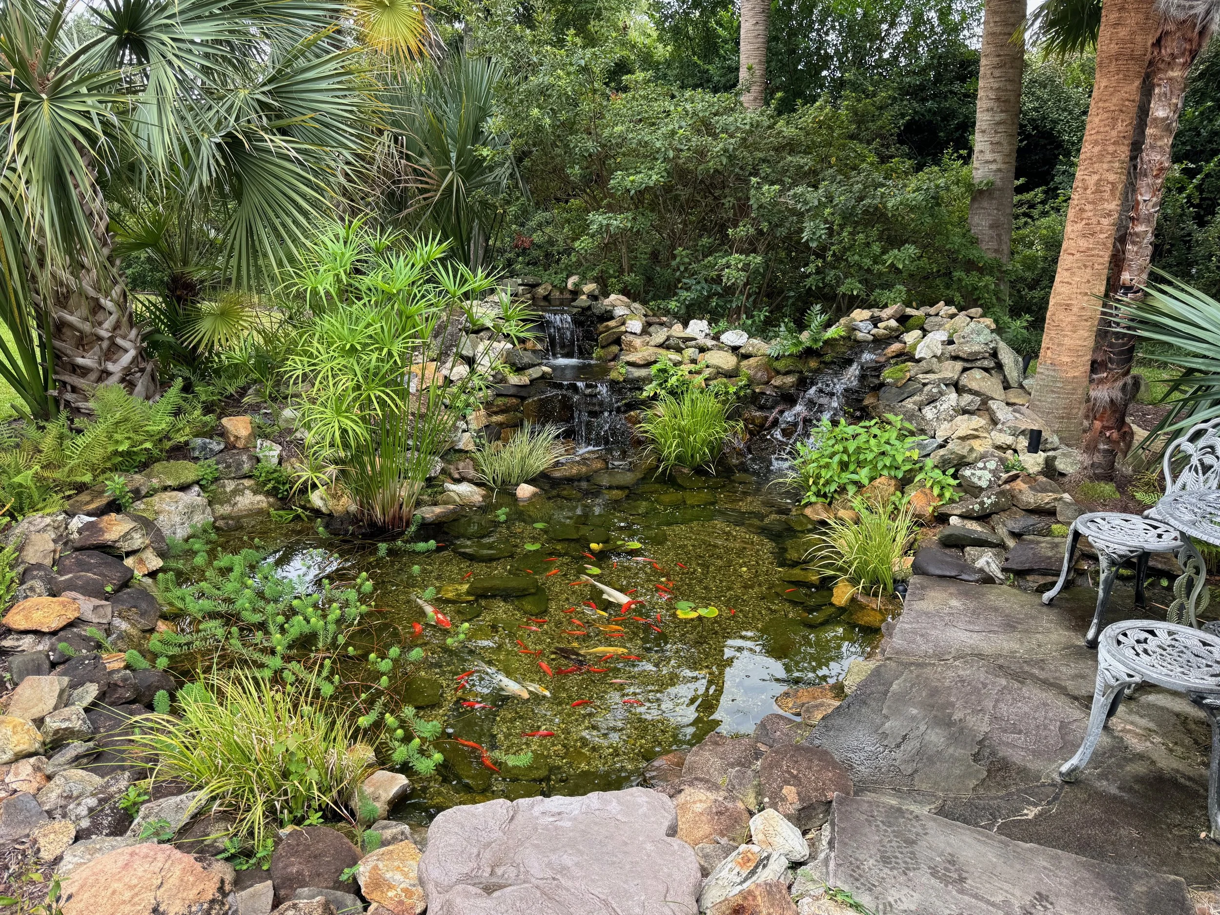A lush garden pond with colorful koi fish, surrounded by rocks and tropical plants, including palm trees, with a small waterfall feature, and white decorative metal chairs on a stone patio.