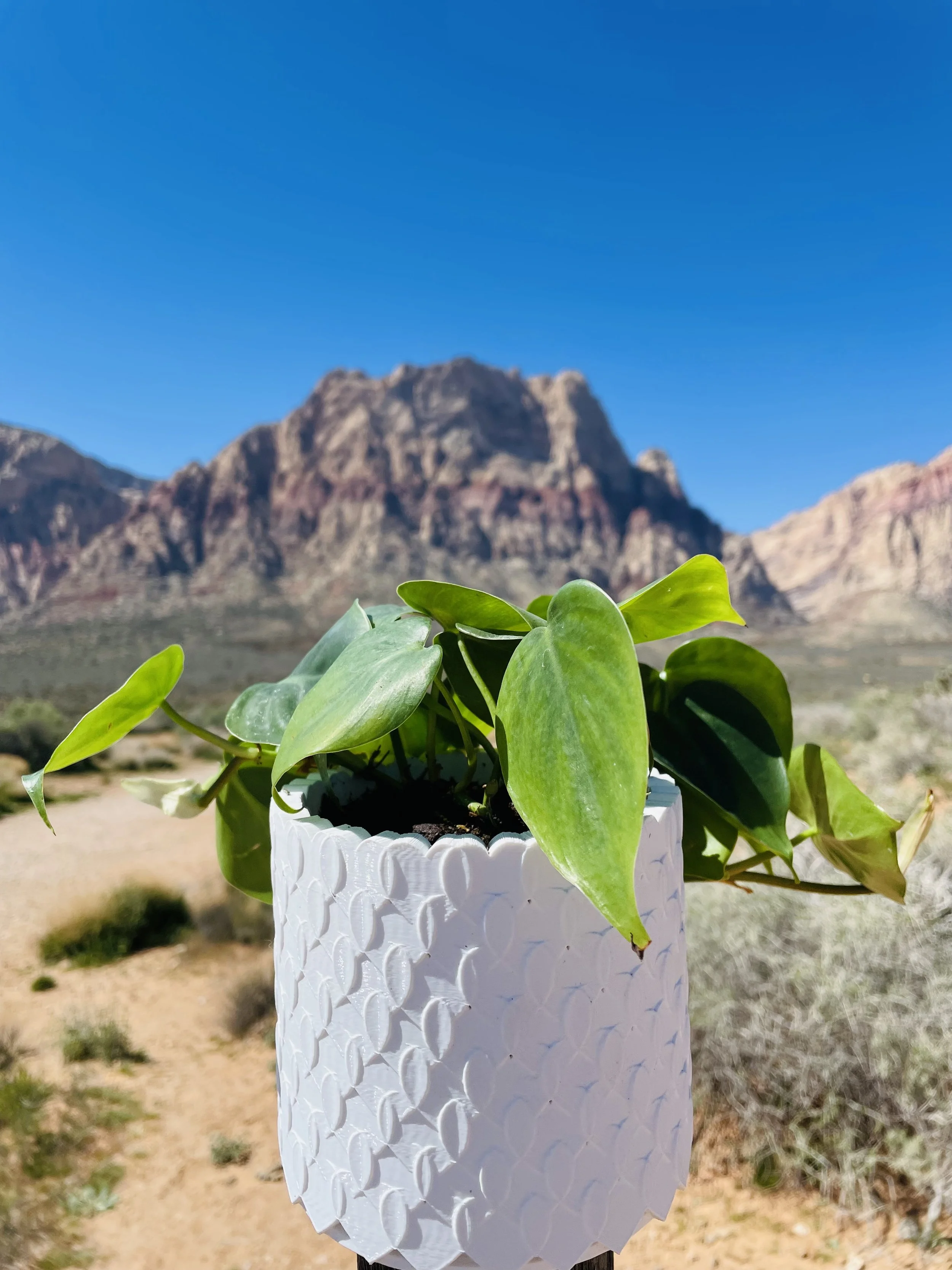 Custom 3D Printed Heart Planter
