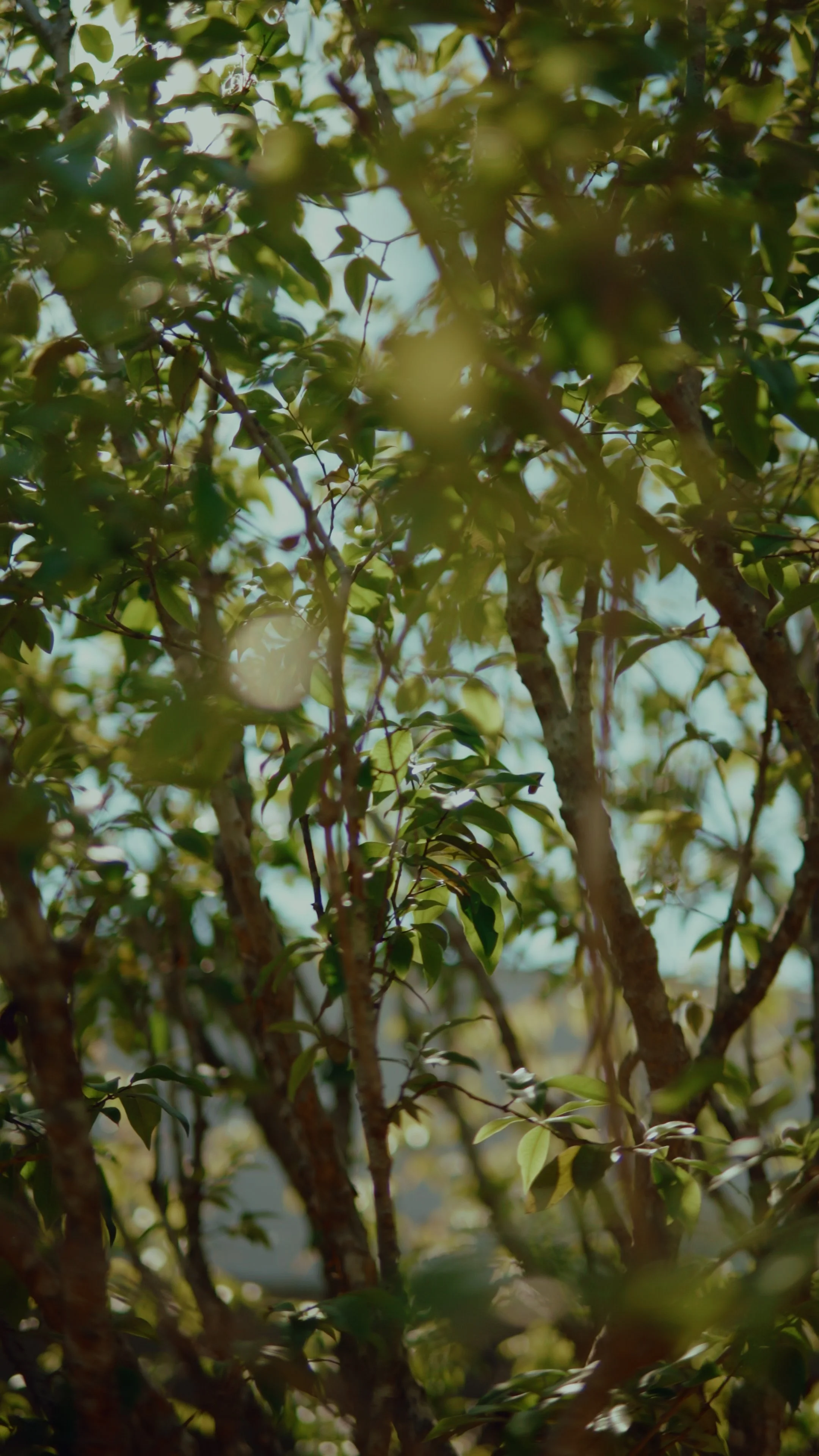 Reel 2.00_00_46_06.Quadro007.jpg