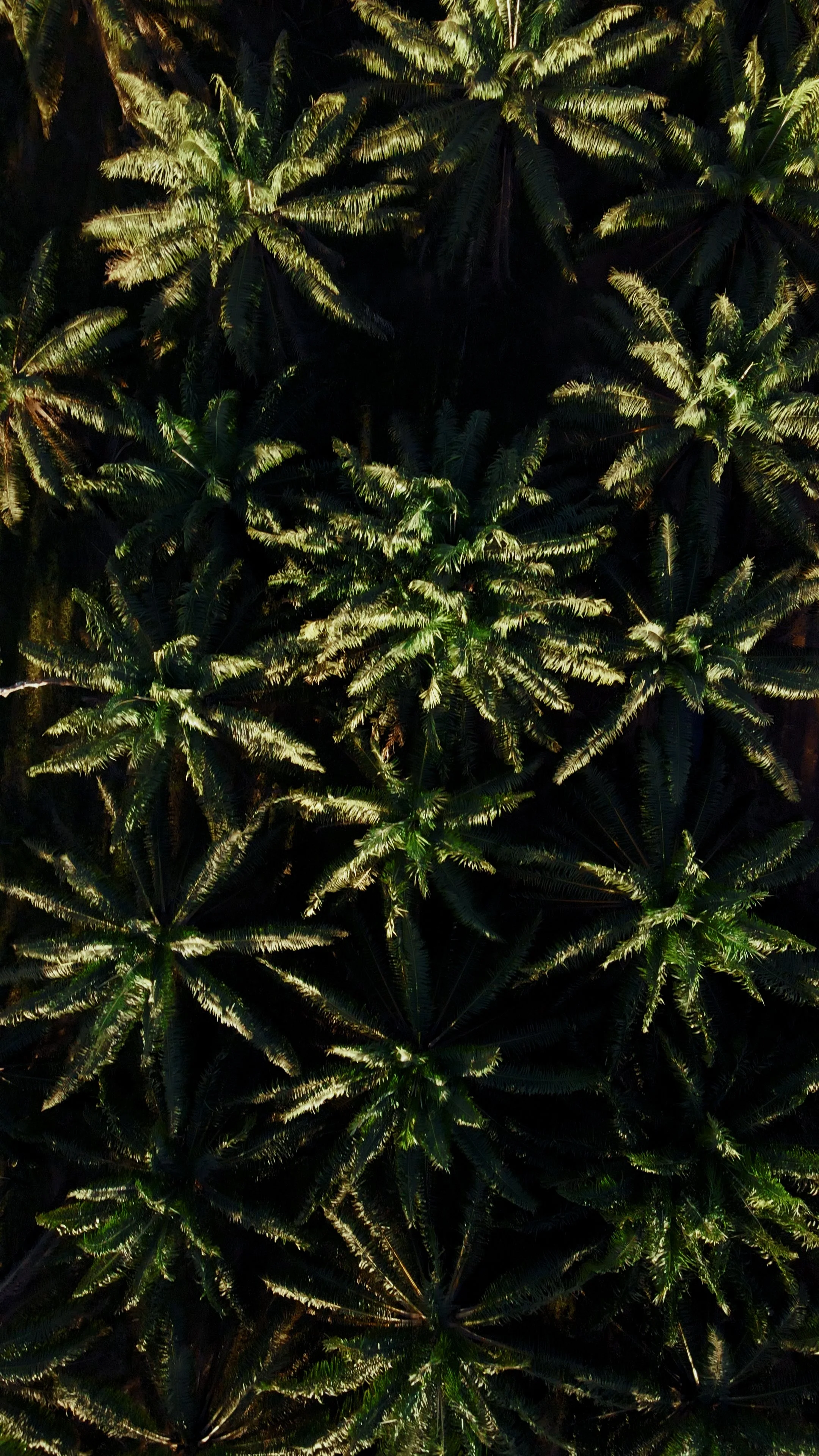 Reel 3.00_00_05_20.Quadro002.jpg