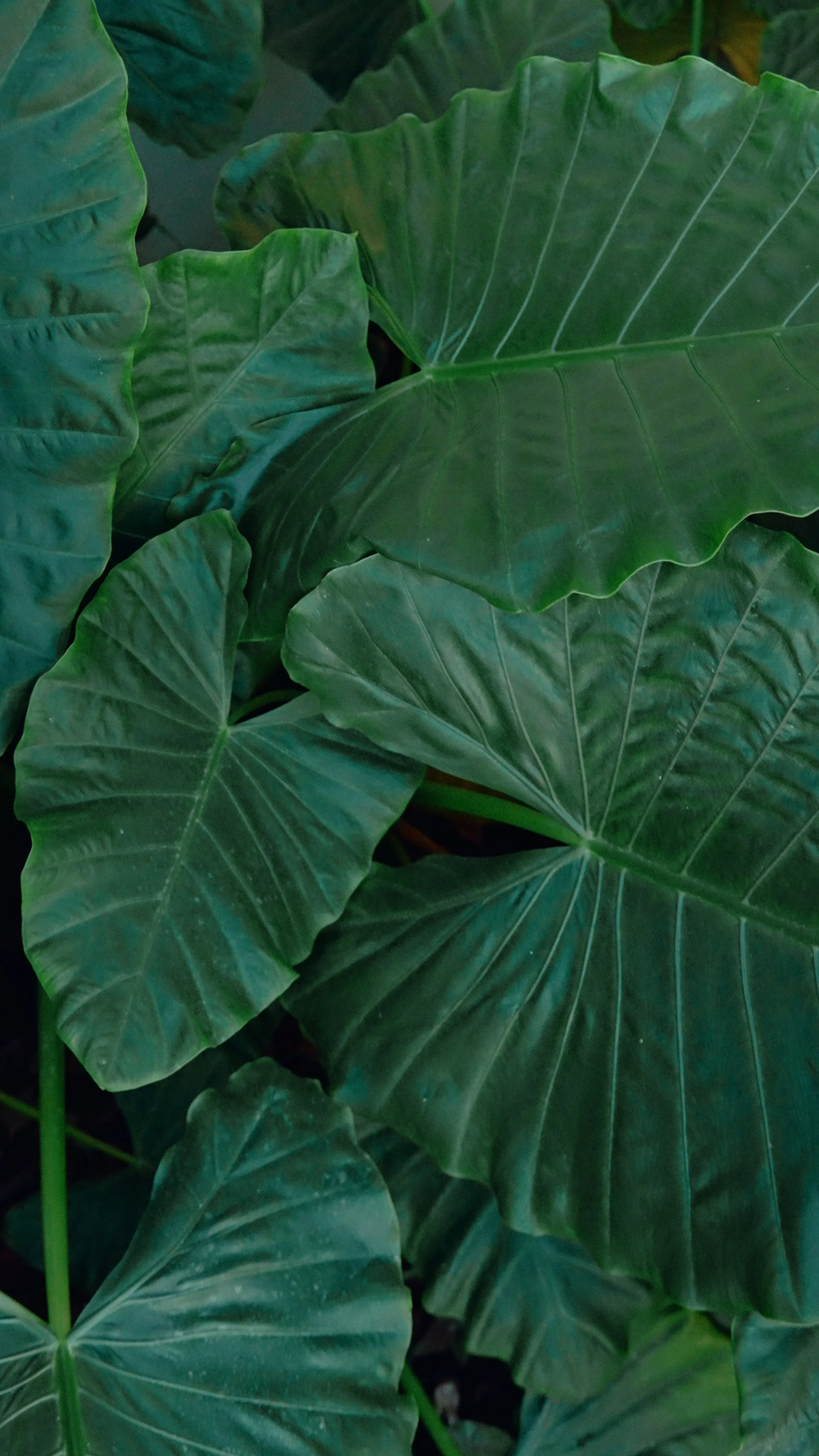 Reel 2.00_00_44_11.Quadro006.jpg