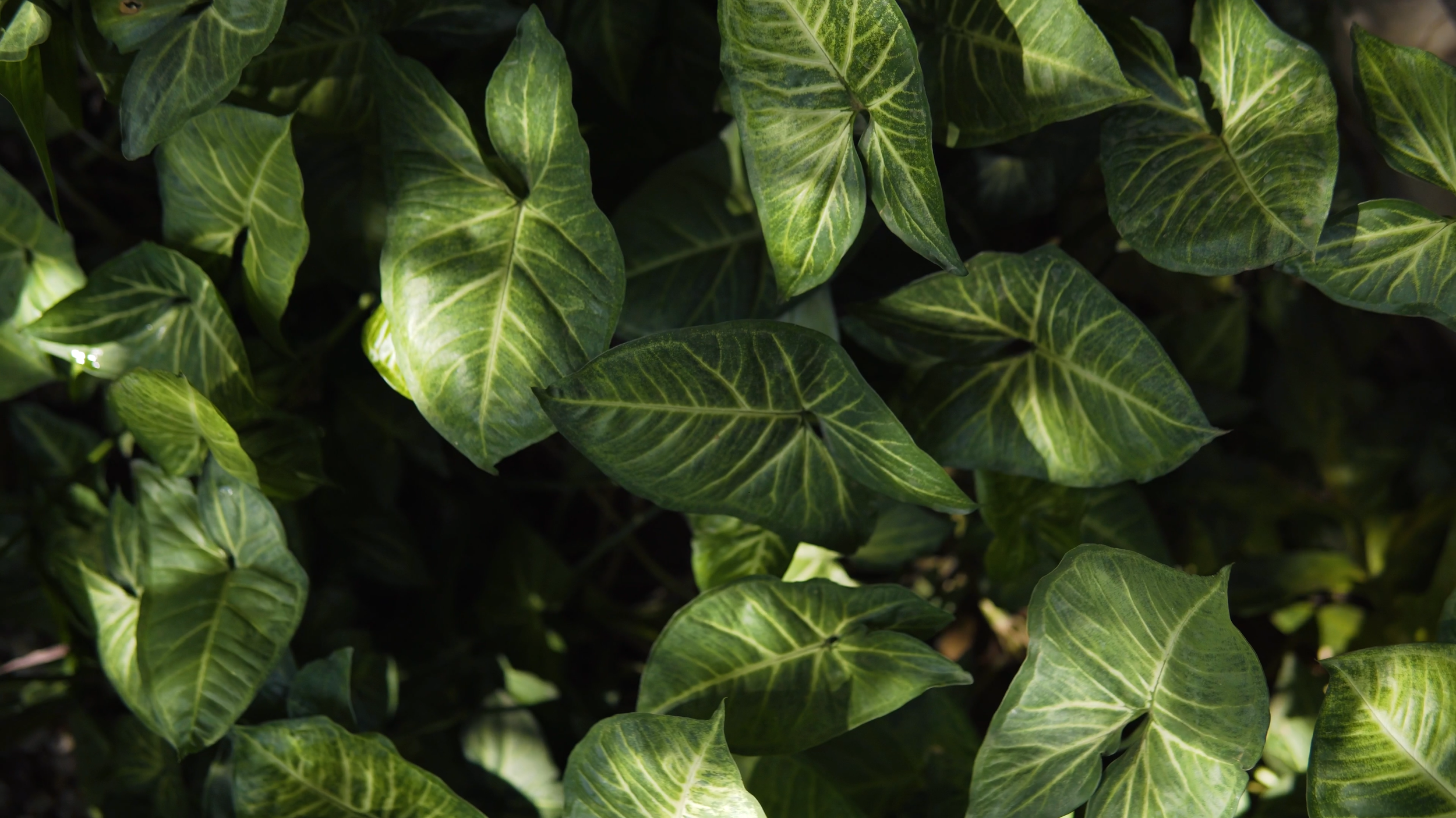 DOC TRUVIAN.00_00_12_02.Quadro099.png