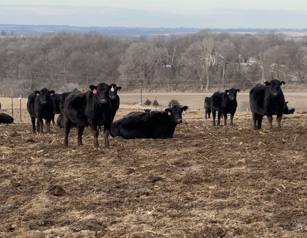 93 Fancy Black,  BWF 3-5 yr olds Bred to NFS Simmy Angus and Topp Hereford Bulls