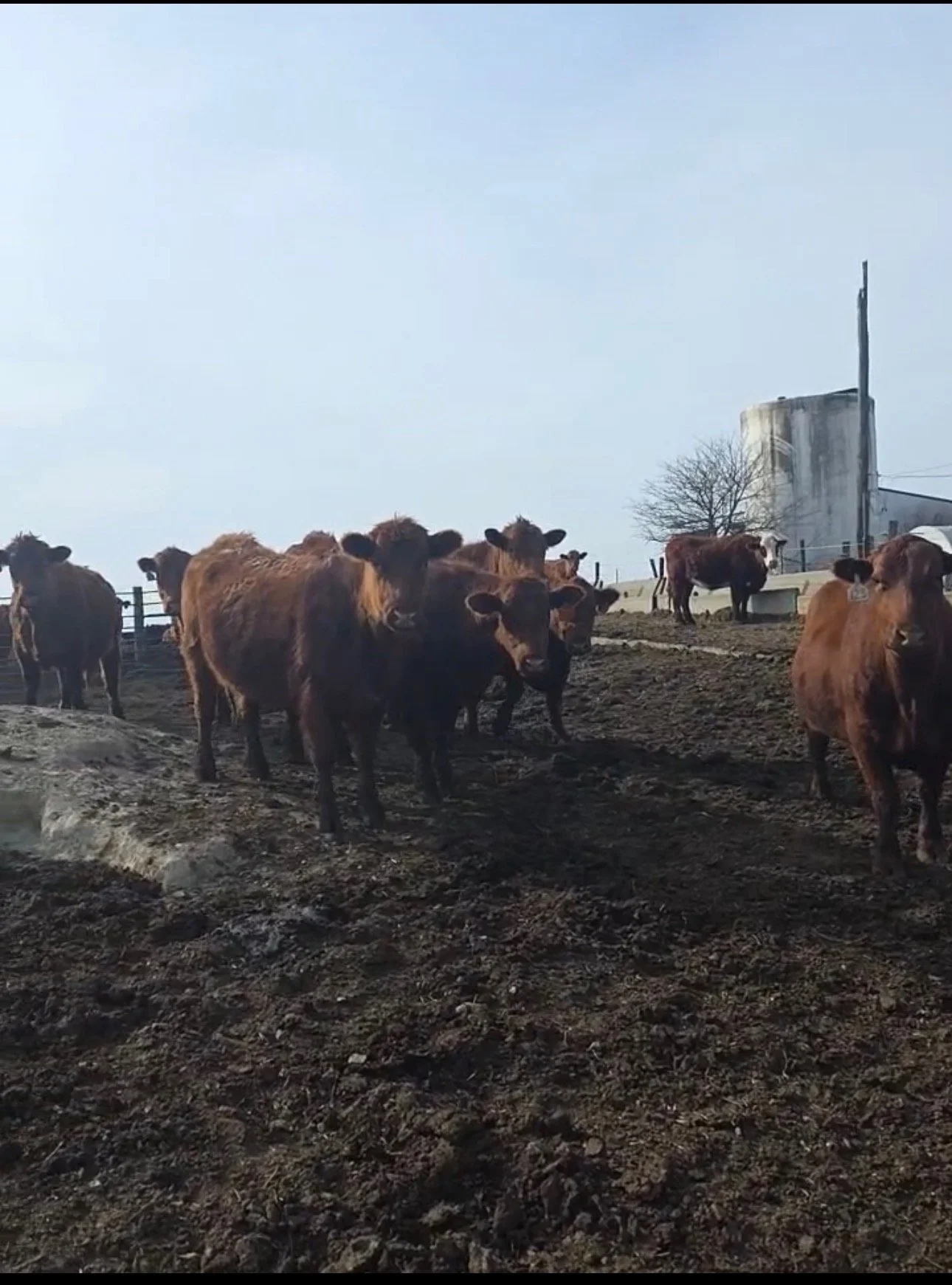 55 Fancy Red Angus 3-4 yr olds bred to Pfiffer Char bulls