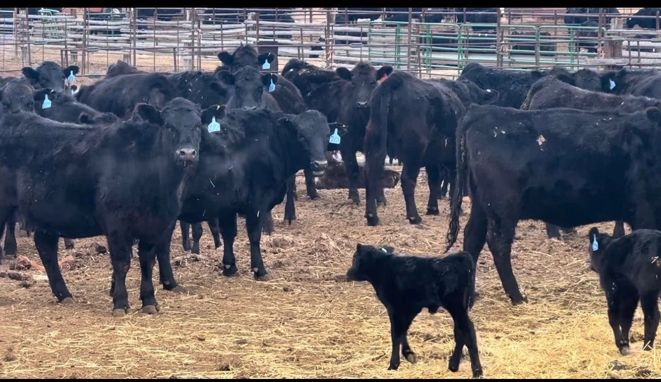 45 Fancy Black First Calf Heifers with AI sired calves at side tagged to match