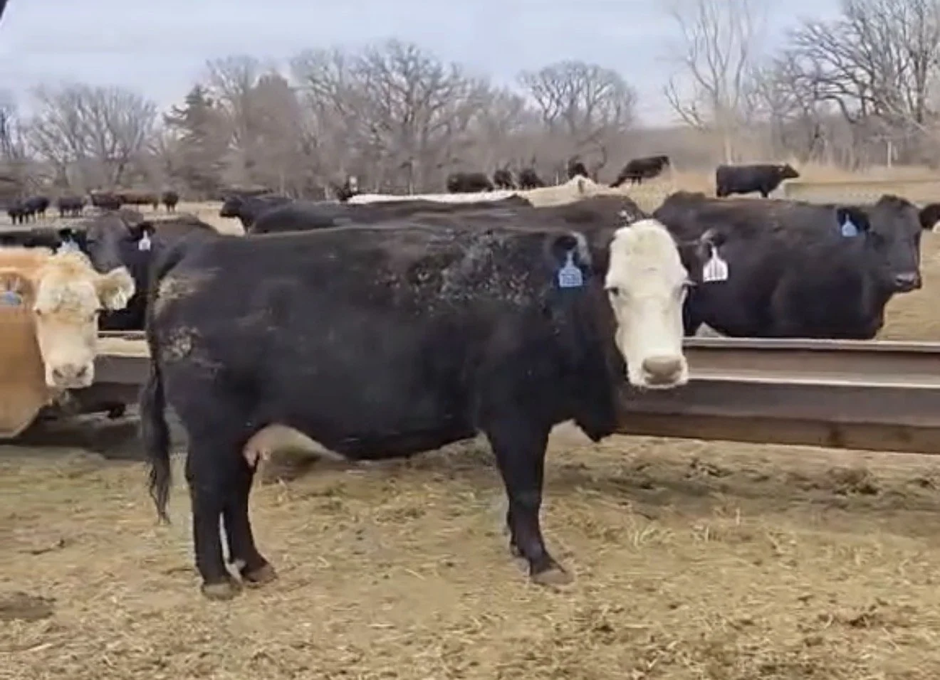 300 Black + Red SS to BM Cows bred to Simmy Angus bulls & Hereford bulls