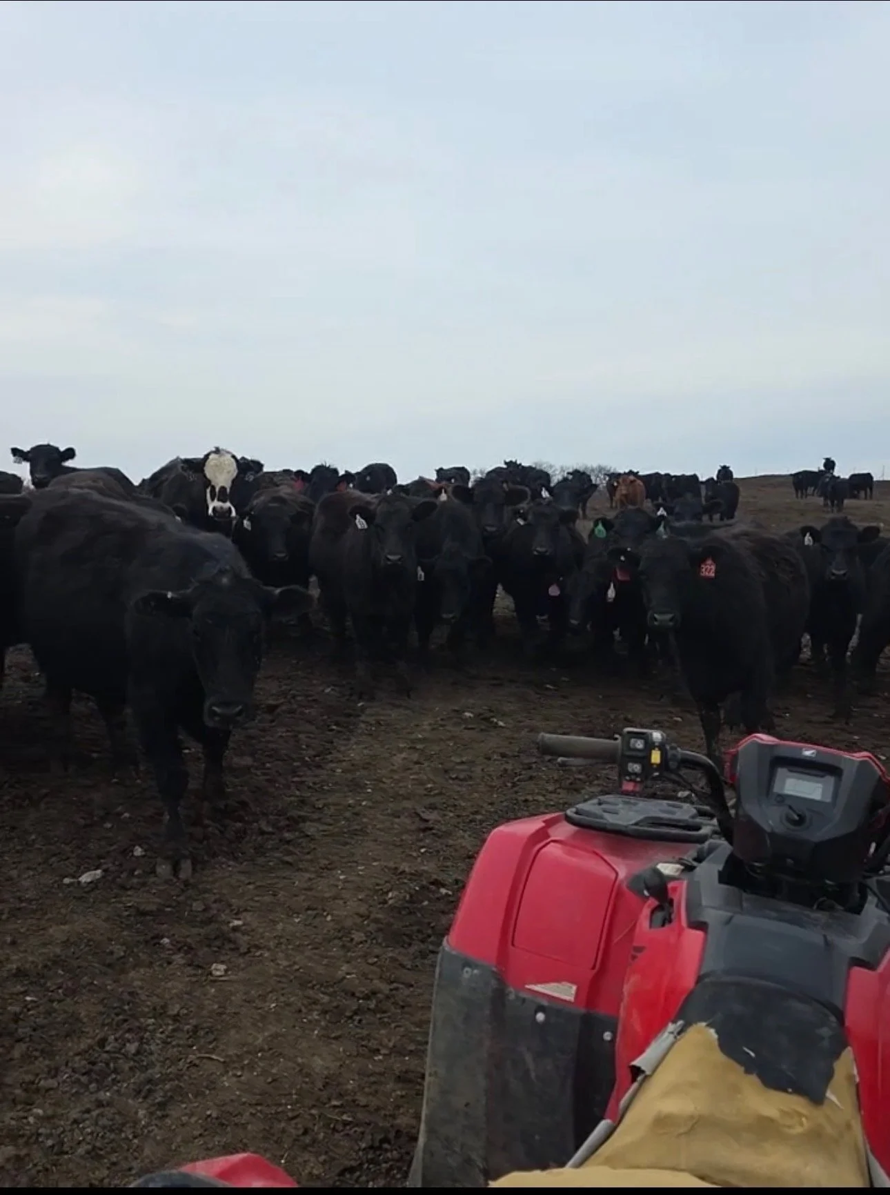 180 Fancy Black BWF 3-4 yr olds Bred to High Point Simmy Angus Bulls