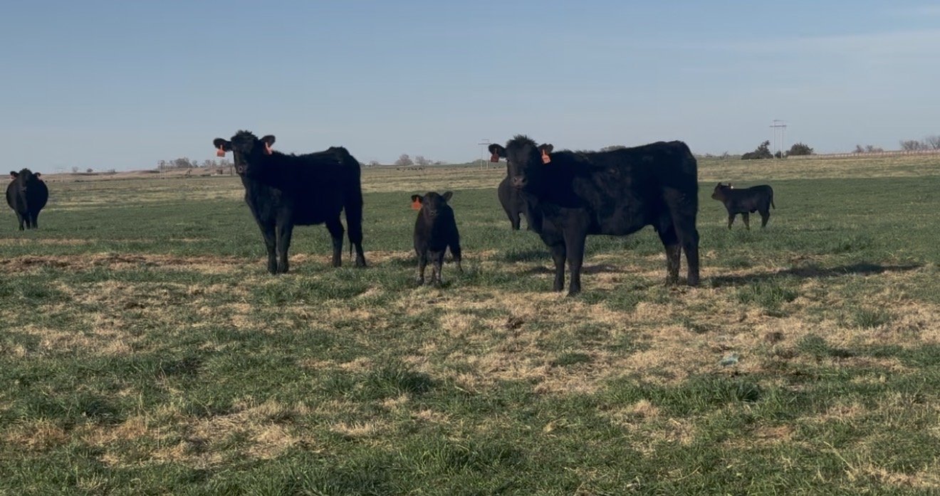 200 Fancy Black BWF First Calf Heifers with AI sired calves at side tagged to match