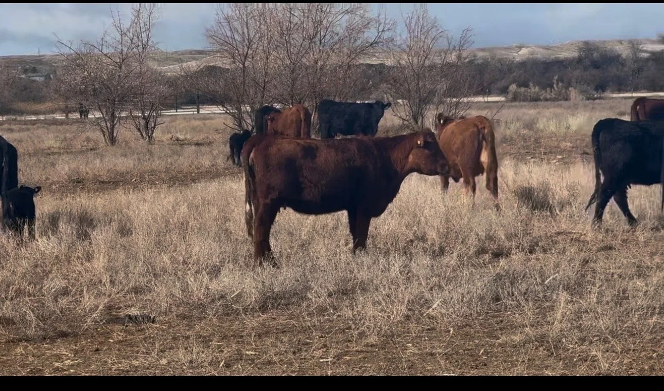 43 Fancy single source Red Angus first calf Hefiers with mostly AI sired Red Angus calves at side tagged to match.