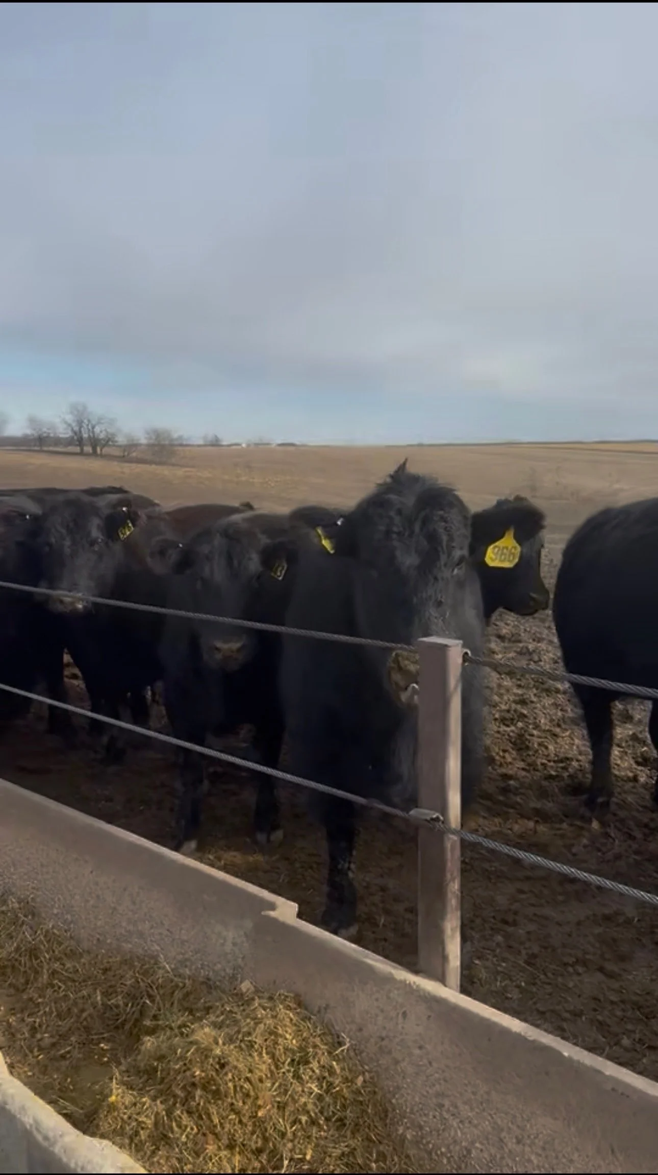 500 Fancy Black BWF 3-4 yr olds bred to Werner, Jorgensen, Nichols Angus bulls