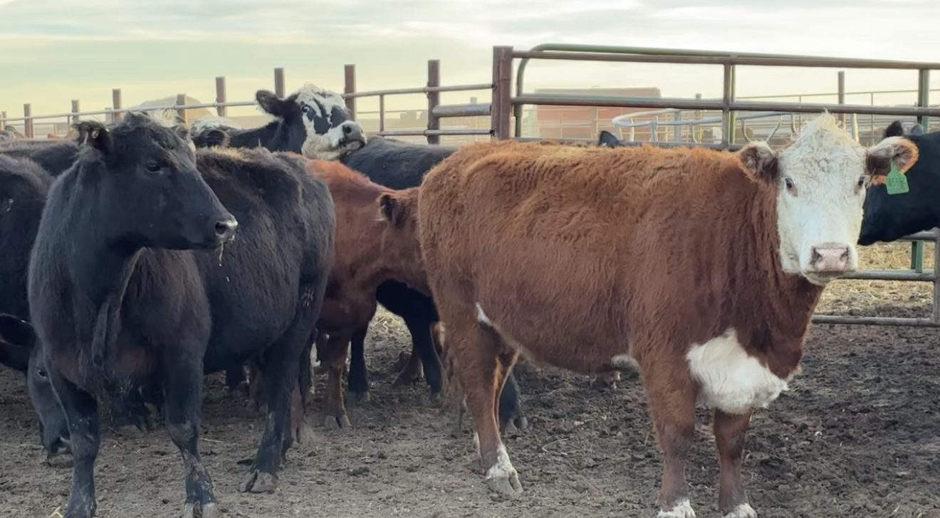 66 Fancy Black BWF + Few Reds 3-5 yr Olds Bred to Simmy Angus Bulls